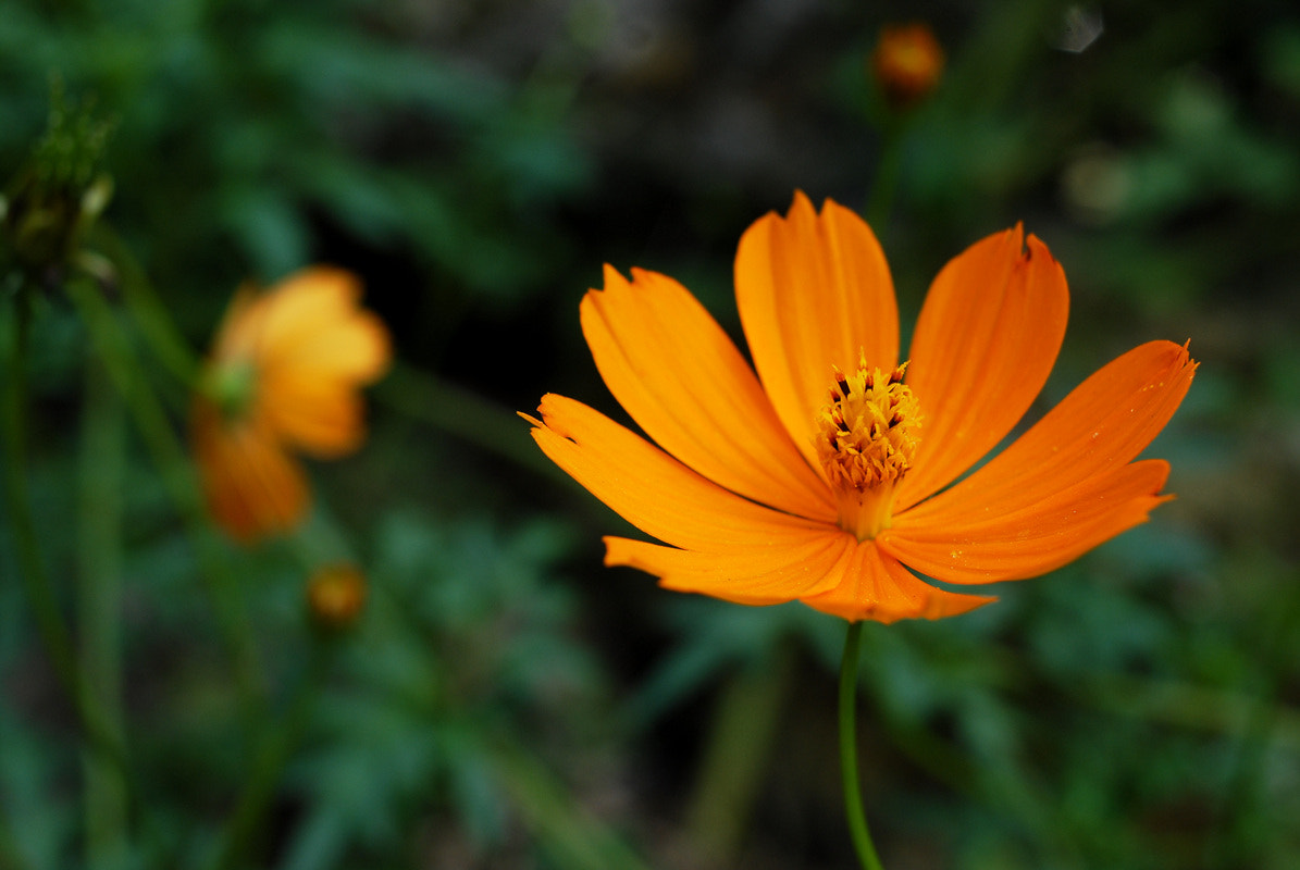 Nikon D200 + AF Nikkor 35mm f/2 sample photo. Flower photography