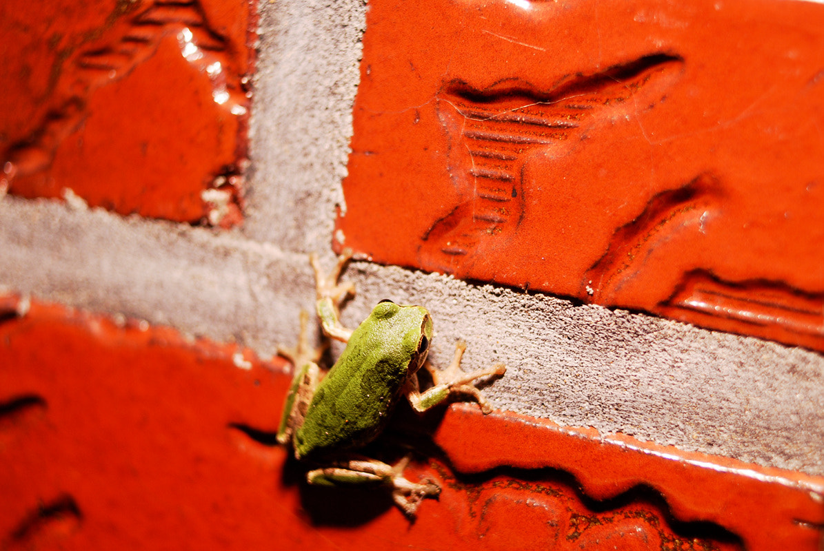 Nikon D200 + AF Nikkor 35mm f/2 sample photo. Frog on the wall photography