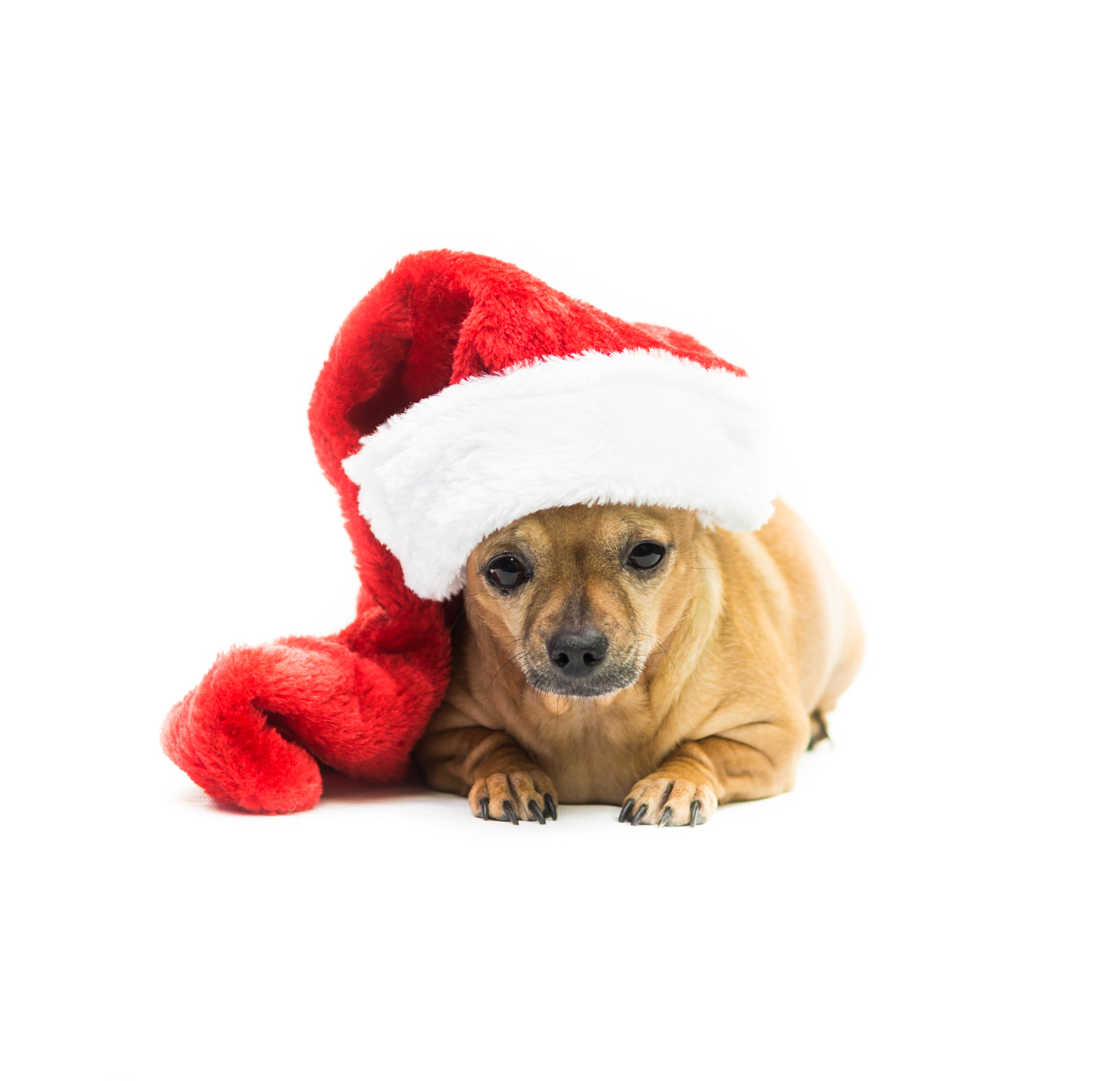 Sony SLT-A57 + Sony DT 35mm F1.8 SAM sample photo. Chihuahua wearing christmas stocking - center photography