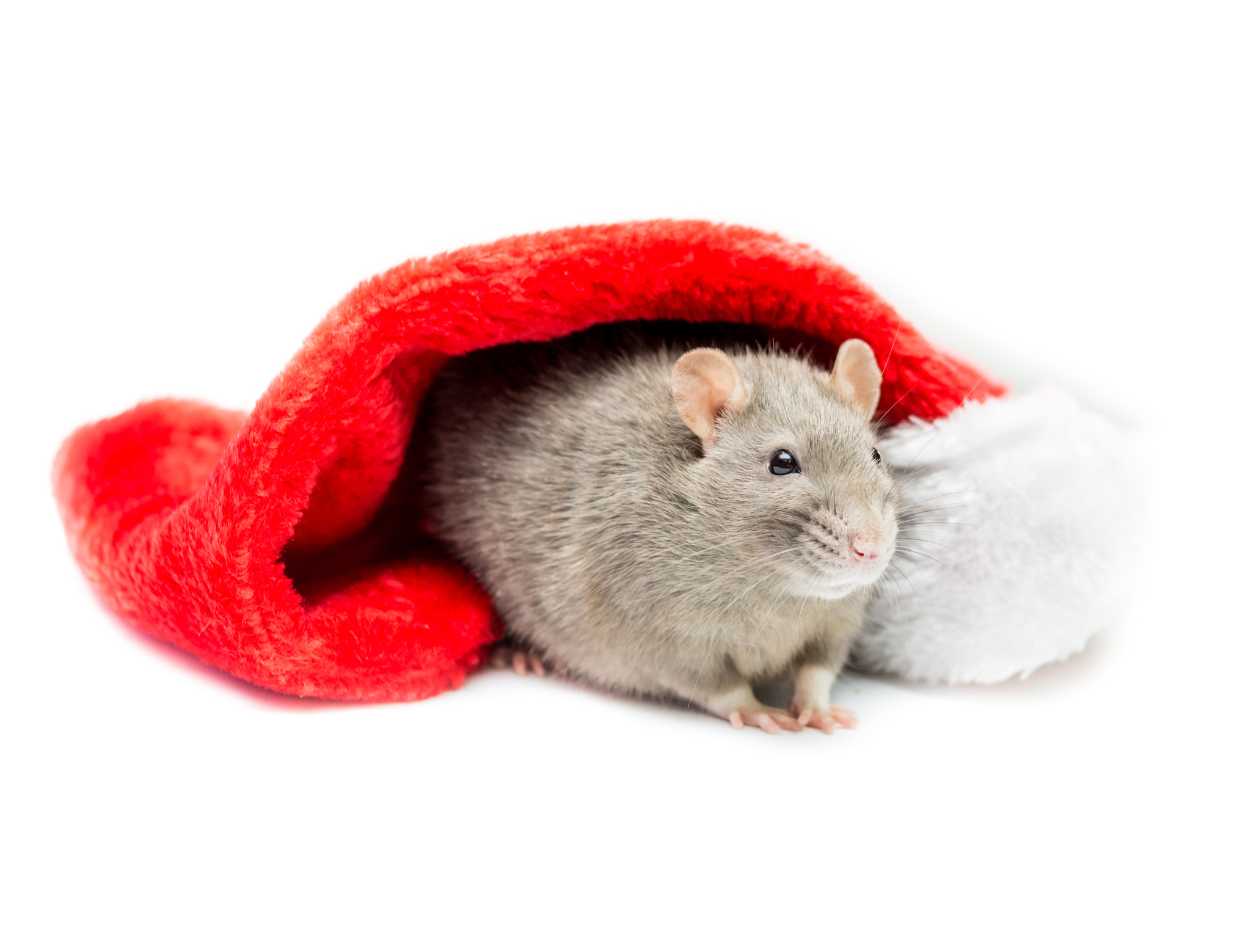 Sony SLT-A57 + Sony DT 35mm F1.8 SAM sample photo. Gray rat under christmas stocking photography