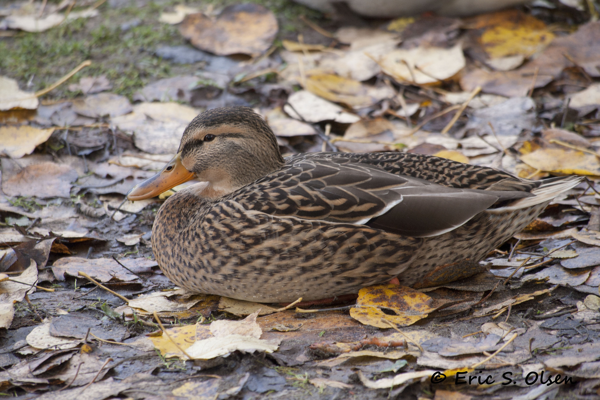 Olympus PEN E-P1 sample photo. Mallard hen photography