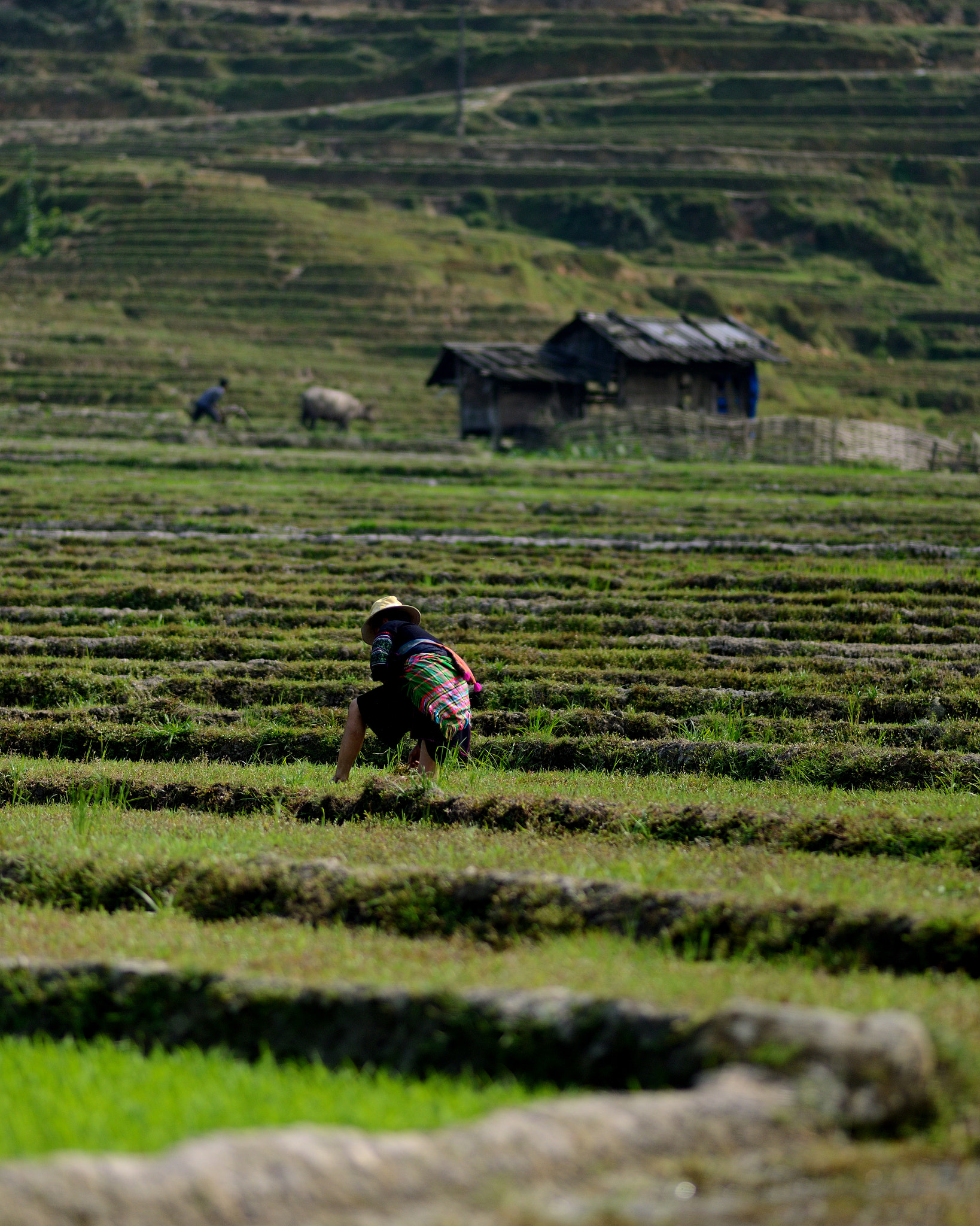 Nikon D600 + Nikon AF Nikkor 180mm F2.8D ED-IF sample photo. Black h'mong working in the field photography