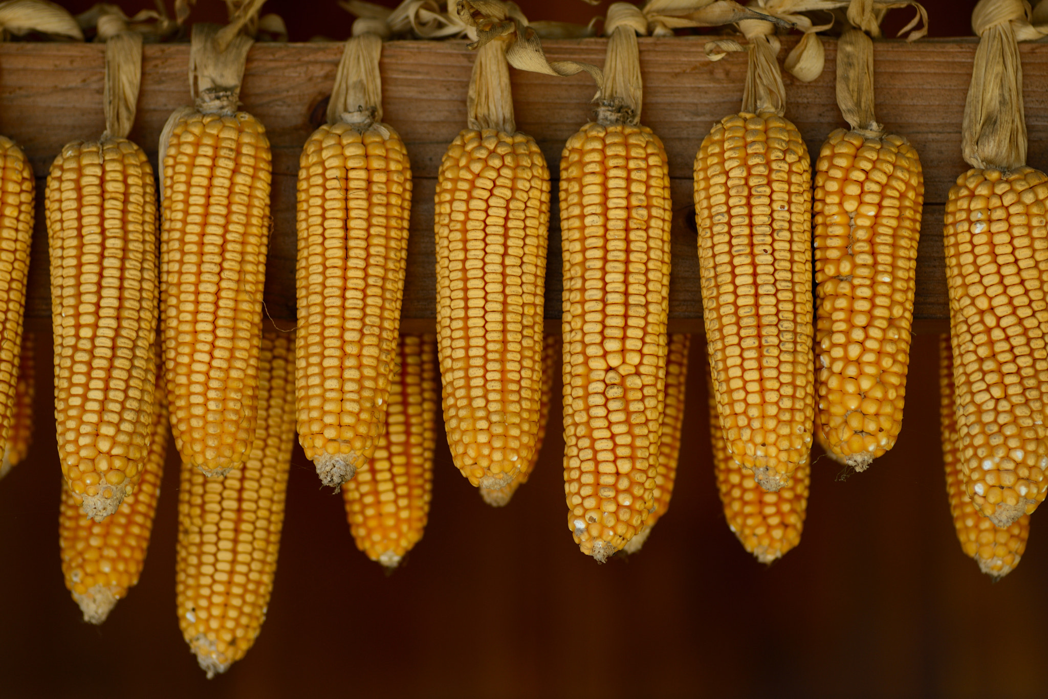 Nikon D600 + Nikon AF Nikkor 180mm F2.8D ED-IF sample photo. Drying corn as seeds to replant into the field photography