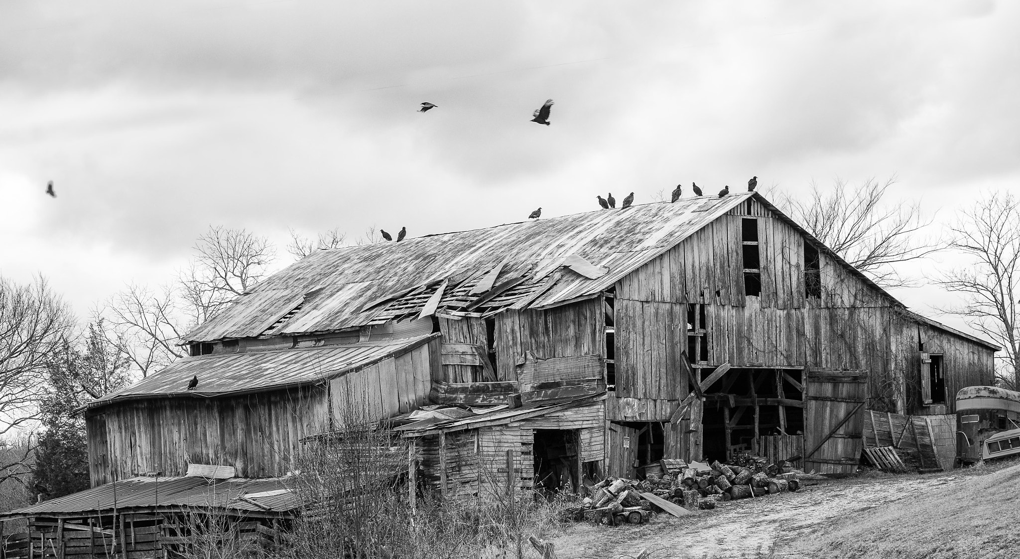 Panasonic Lumix G X Vario 35-100mm F2.8 OIS sample photo. Vulture's home photography