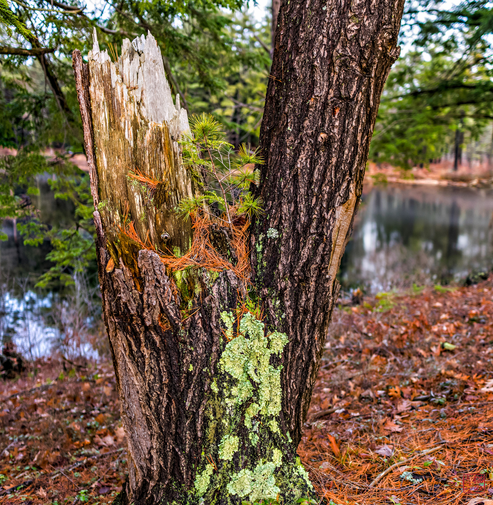 Sony a7 + Sony Sonnar T* E 24mm F1.8 ZA sample photo. Life cycle photography