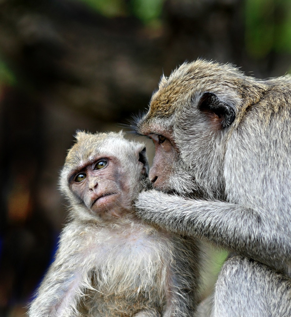 Panasonic Lumix DMC-GH4 + Olympus M.Zuiko Digital ED 75mm F1.8 sample photo. Monkeys 1 photography