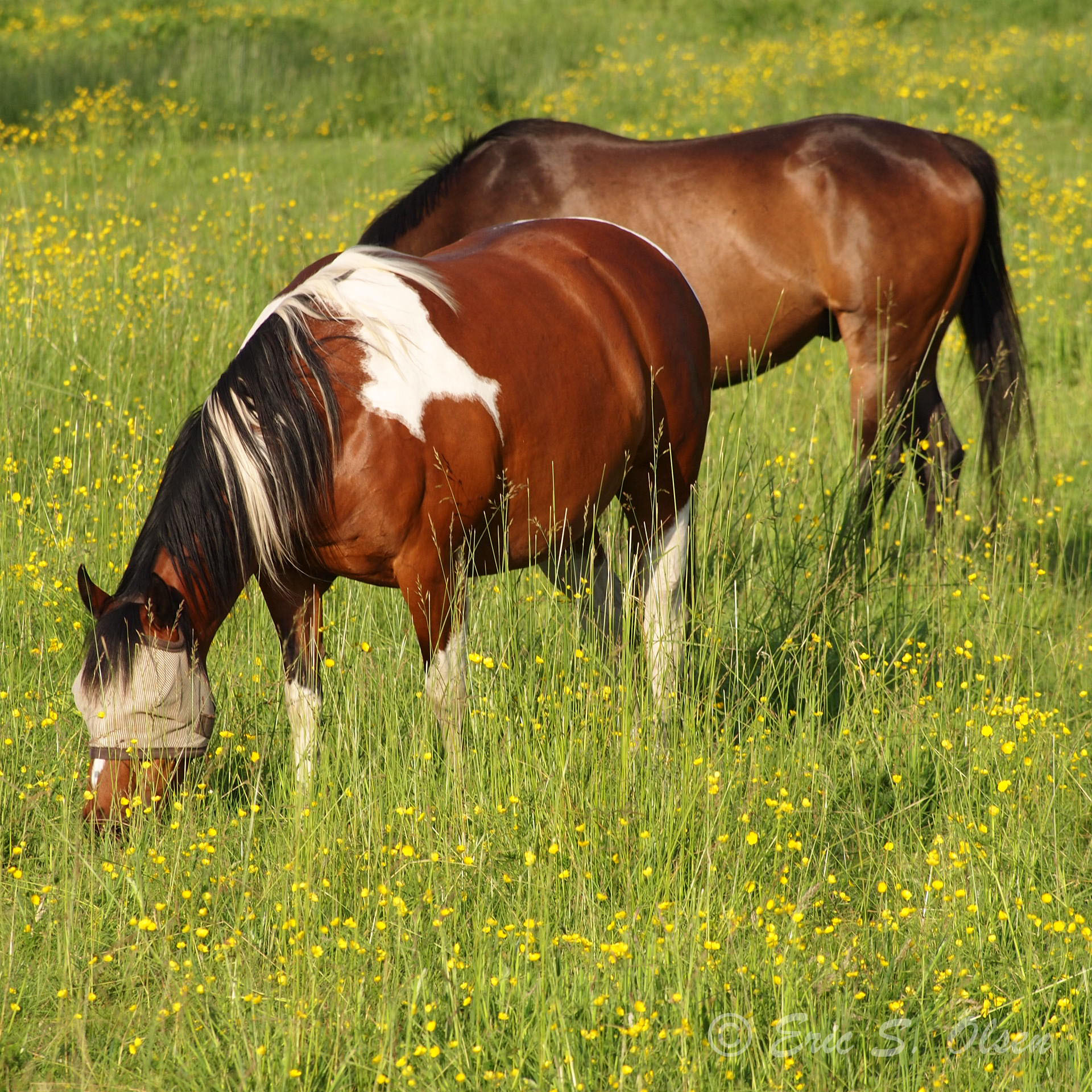 Olympus PEN E-P1 sample photo. Horses photography