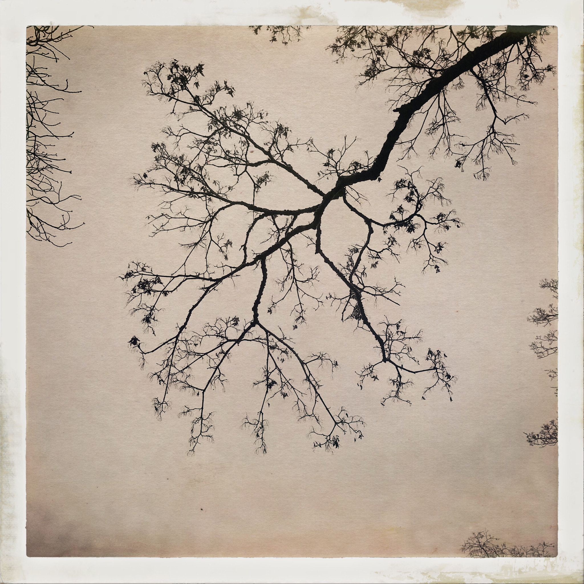 Hipstamatic 304 sample photo. Série "les arbres" photography