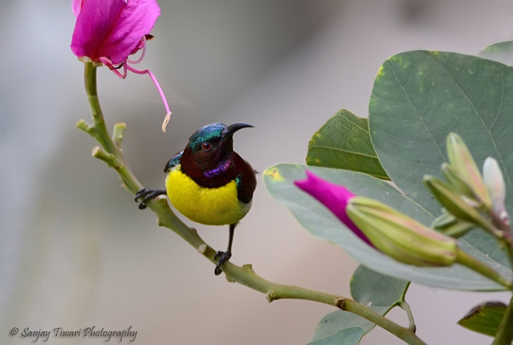 Nikon AF-S Nikkor 200-400mm F4G ED-IF VR sample photo. Purple rumped sunbird male photography