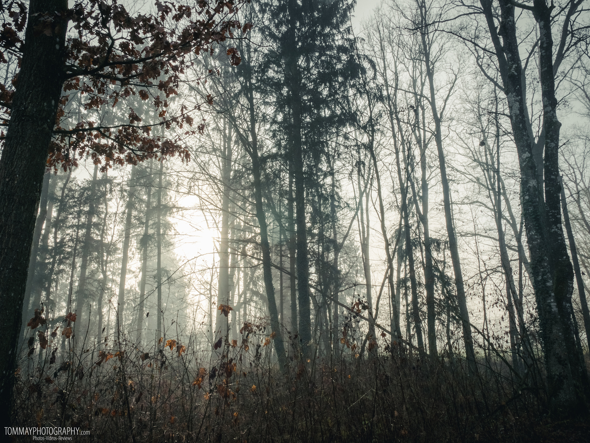 Panasonic DMC-G70 sample photo. Into the misty wood photography