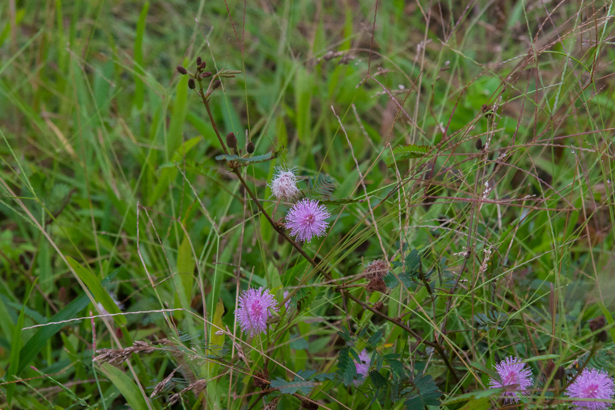 Sigma 17-70mm F2.8-4 DC Macro OS HSM sample photo. Flowers photography