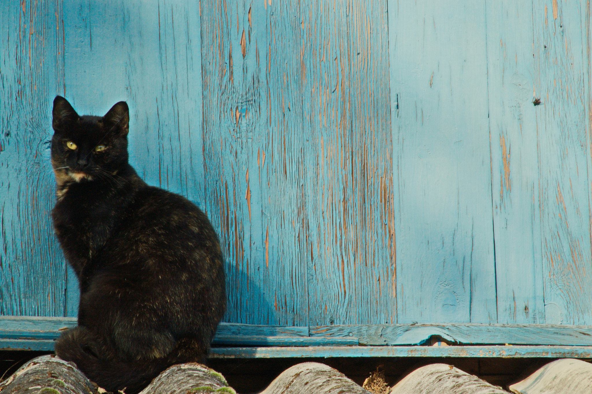 Nikon D50 sample photo. Black & blue photography