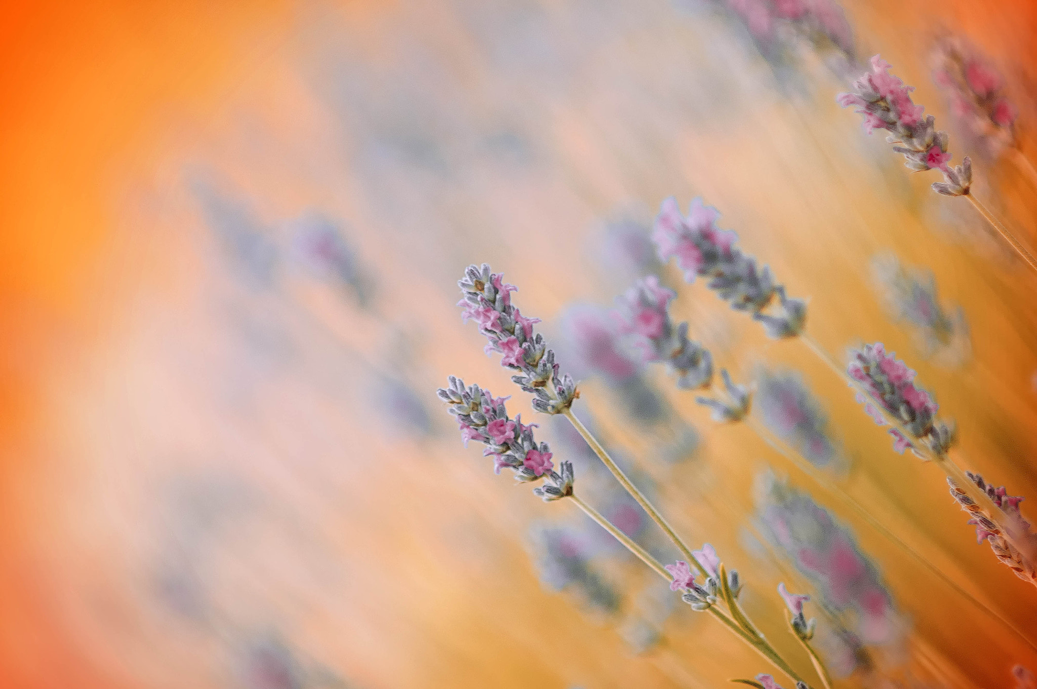 AF DC-Nikkor 135mm f/2D sample photo. Feliz navidad photography