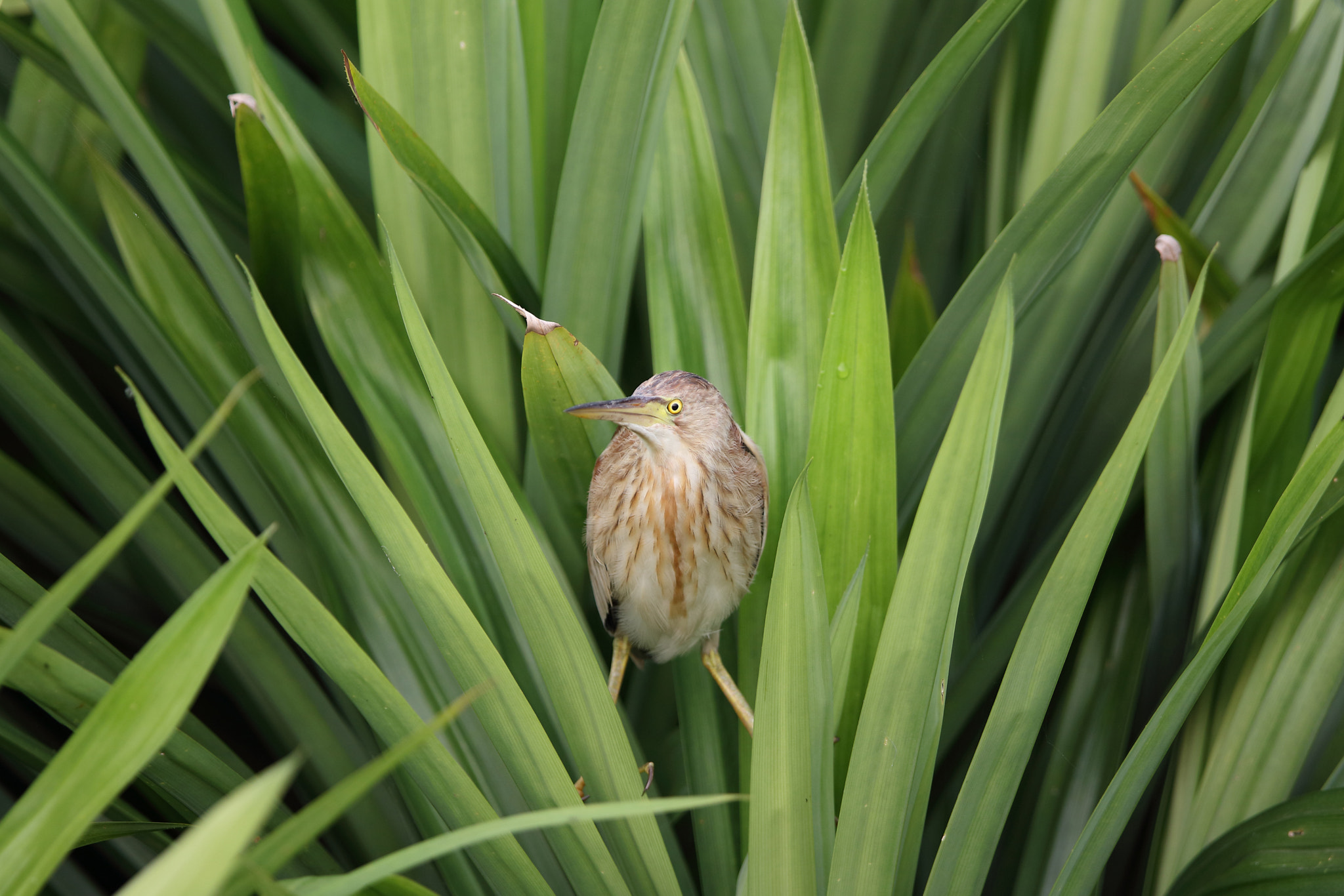 Canon EF 400mm F2.8L IS II USM sample photo. Yellow bittern photography
