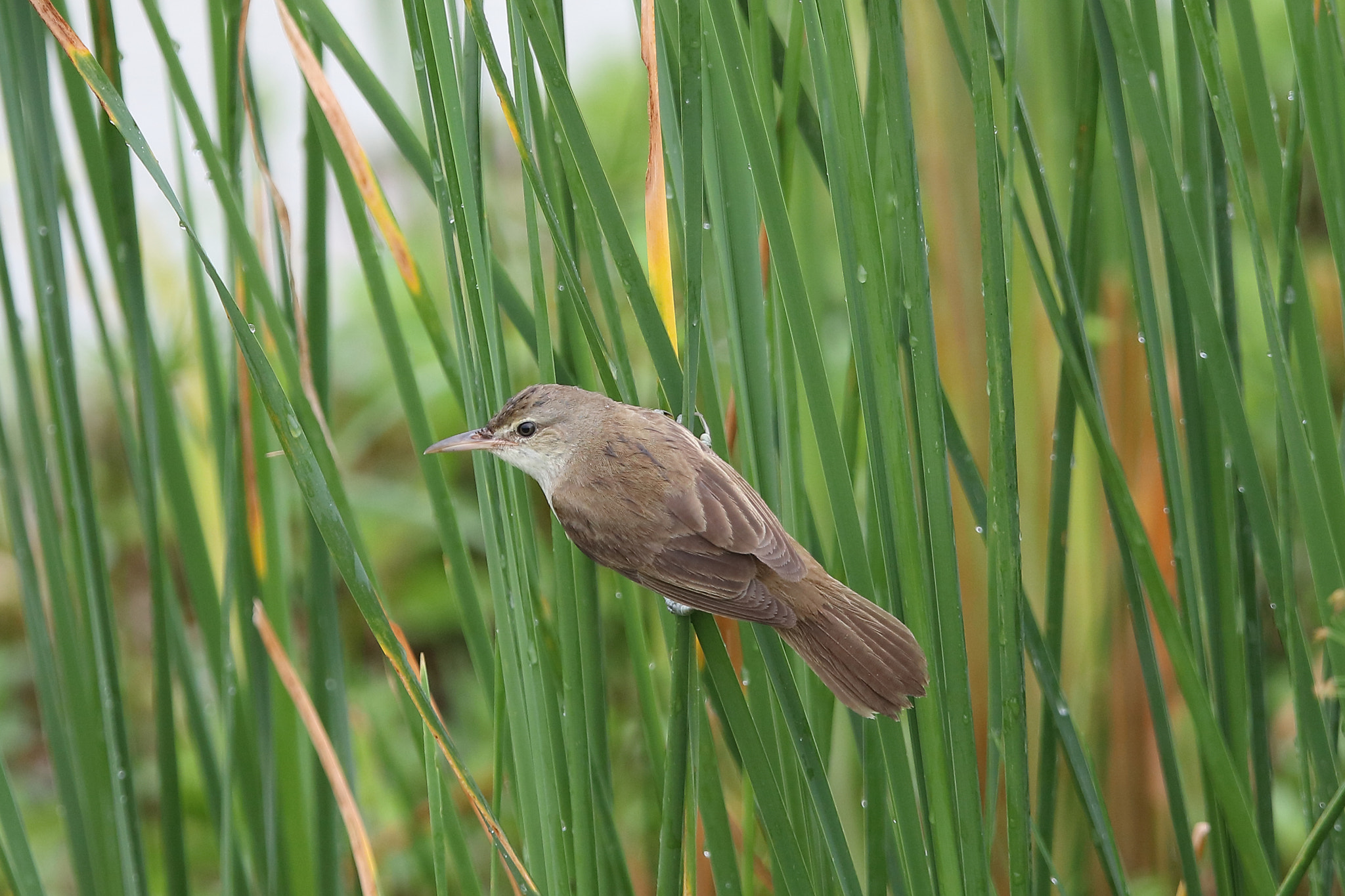 Canon EOS 5DS R + Canon EF 400mm F2.8L IS II USM sample photo. Oriental reed warbler photography