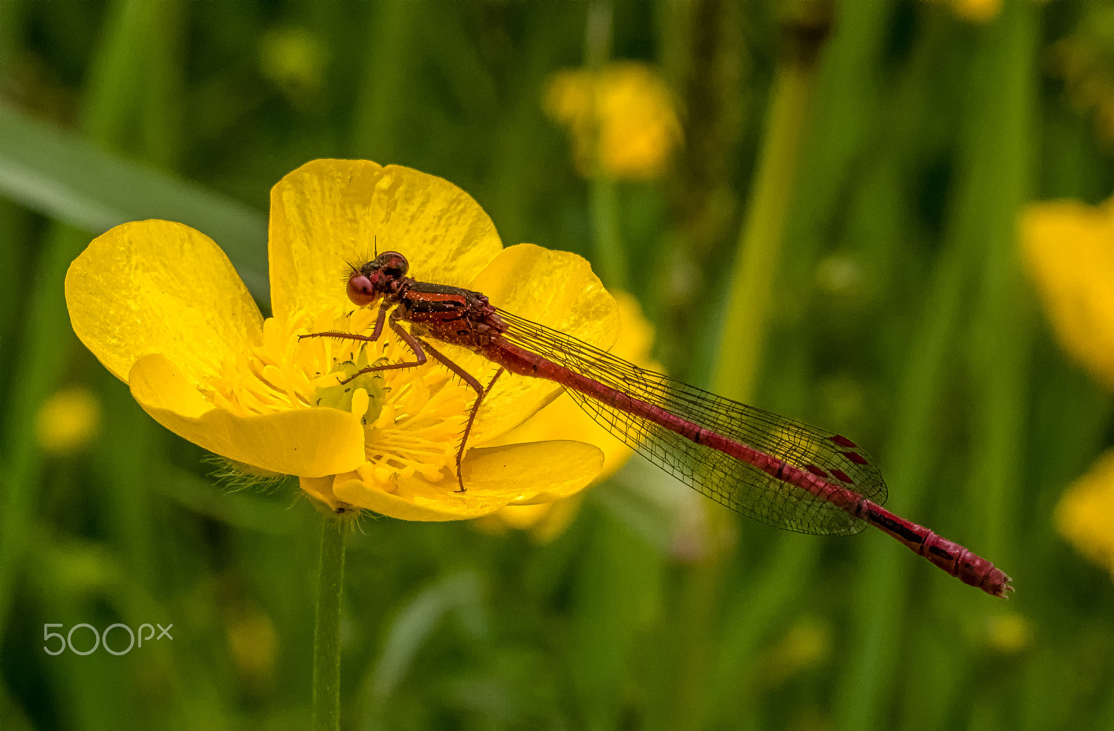 Panasonic Leica DG Macro-Elmarit 45mm F2.8 ASPH OIS sample photo. Nz red damselfly photography