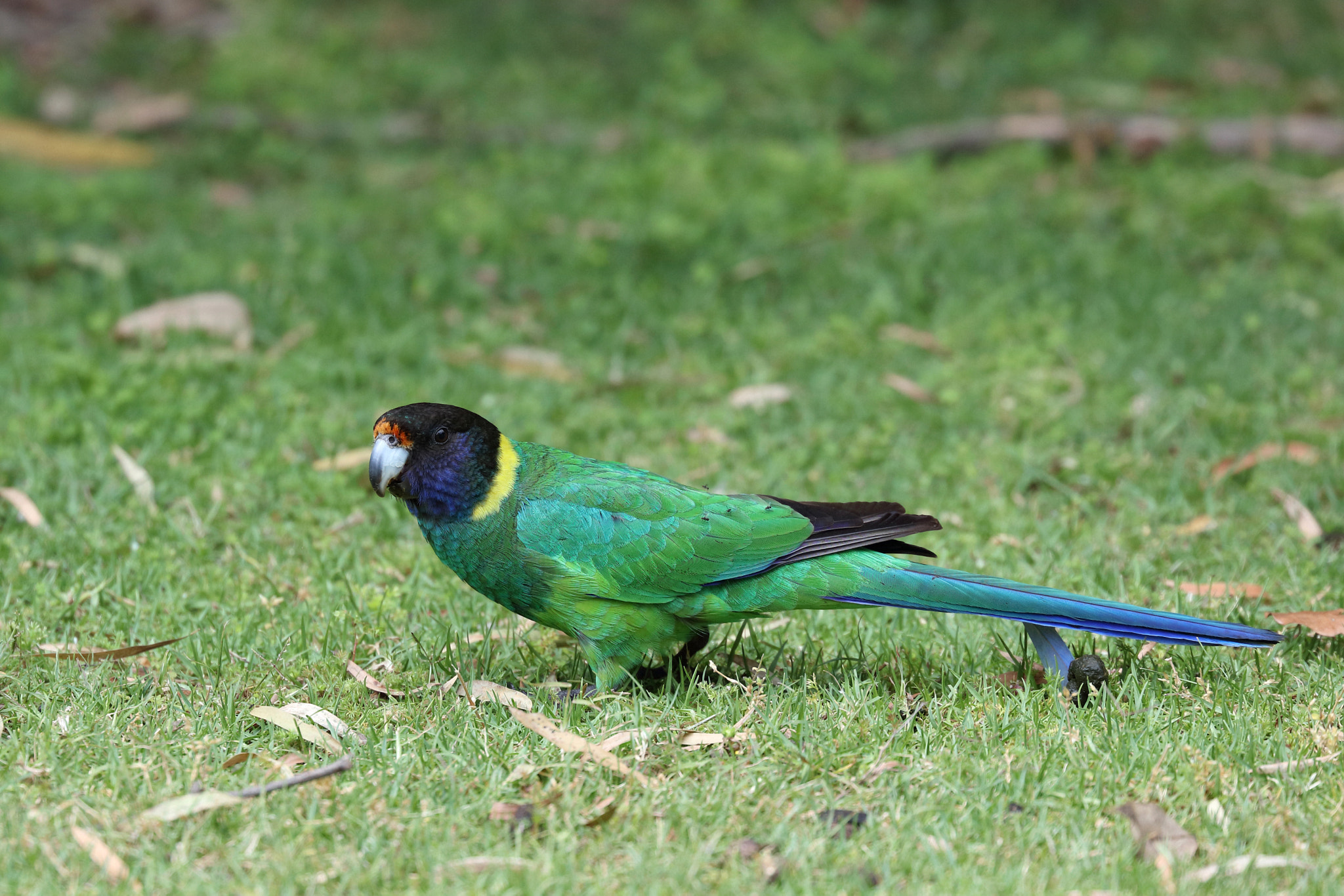 Canon EF 200mm F2L IS USM sample photo. Australian ringneck photography