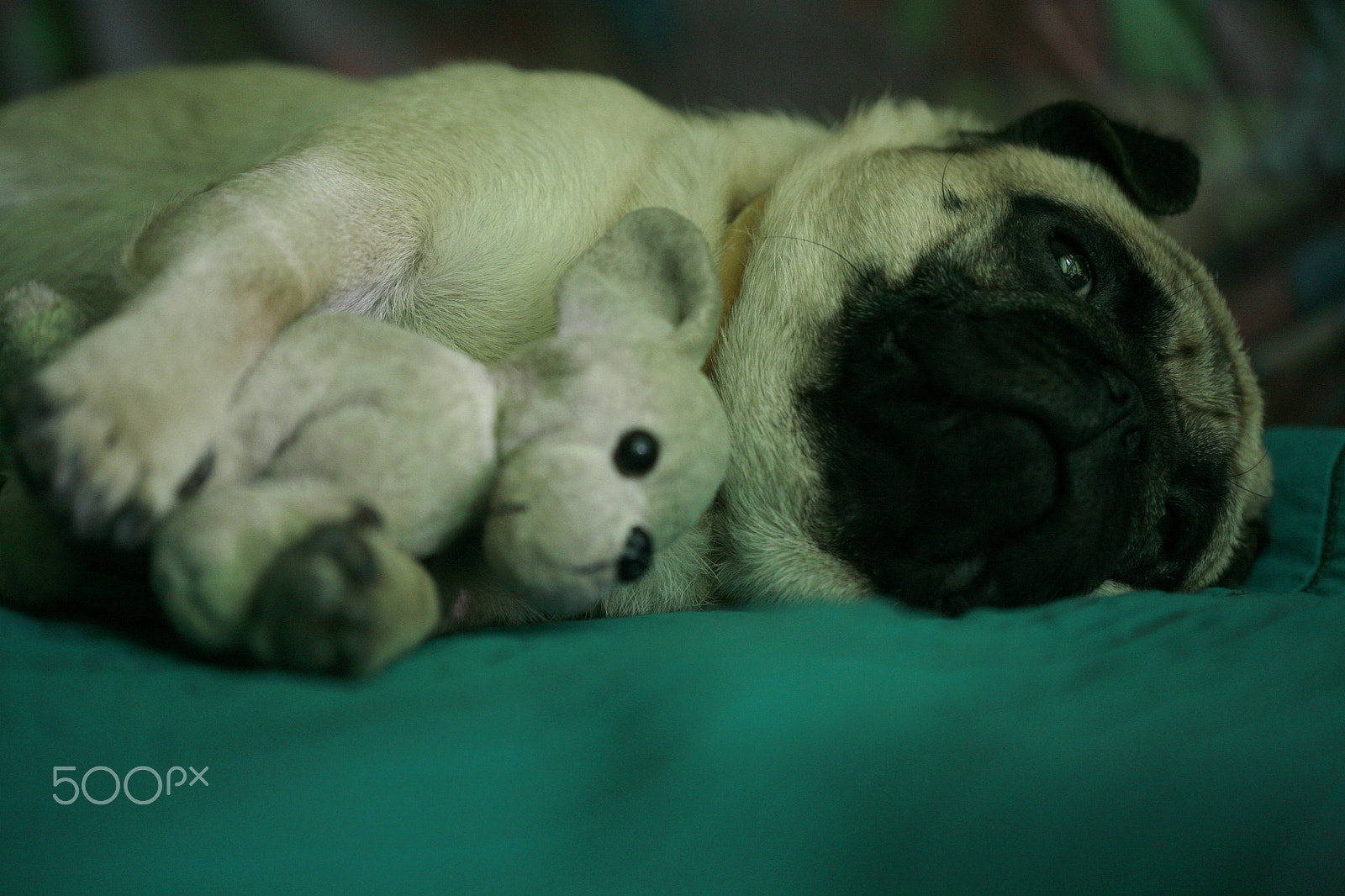 Canon EOS 5D + Canon EF 100mm F2.8 Macro USM sample photo. Daydream photography