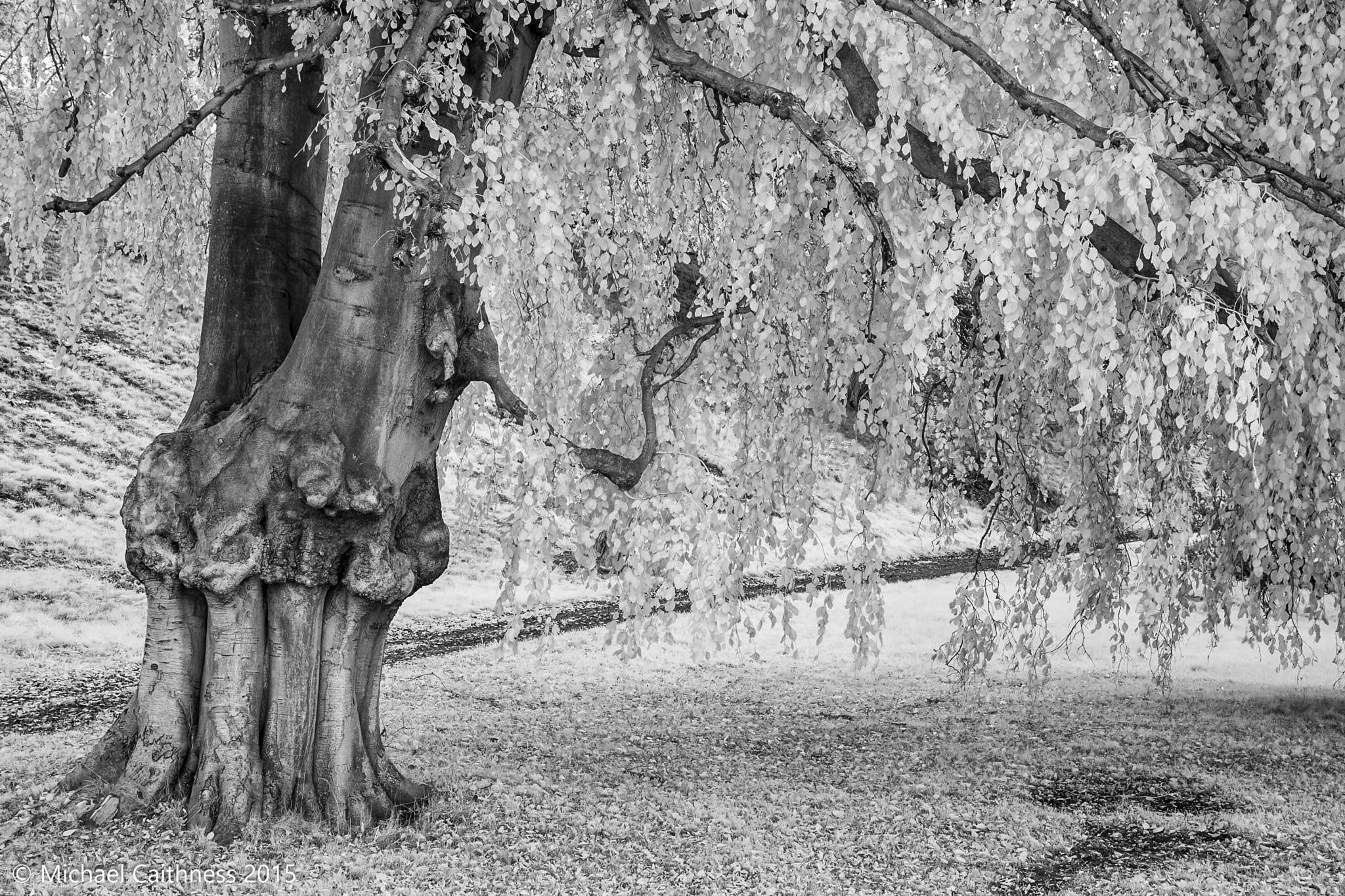 Canon EOS-1D Mark II sample photo. Beech tree photography