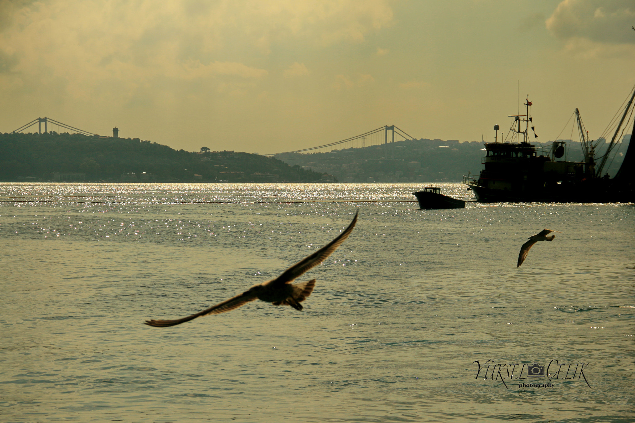Canon EF-S 18-135mm F3.5-5.6 IS sample photo. Sea and seagull photography