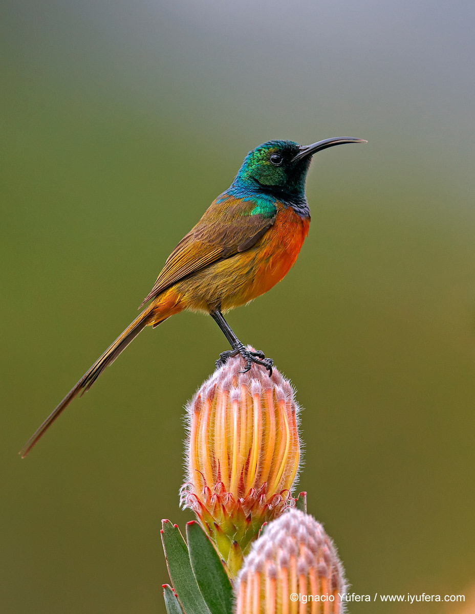 Orange-breasted Sunbird on protea by Ignacio Yúfera - Photo 13345245 ...