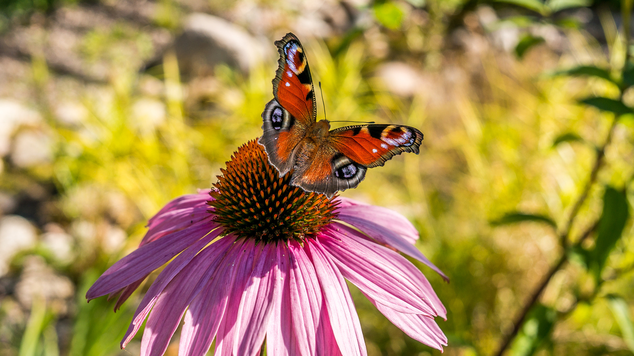 Sony Alpha NEX-6 + Sigma 30mm F2.8 EX DN sample photo. Butterfly photography