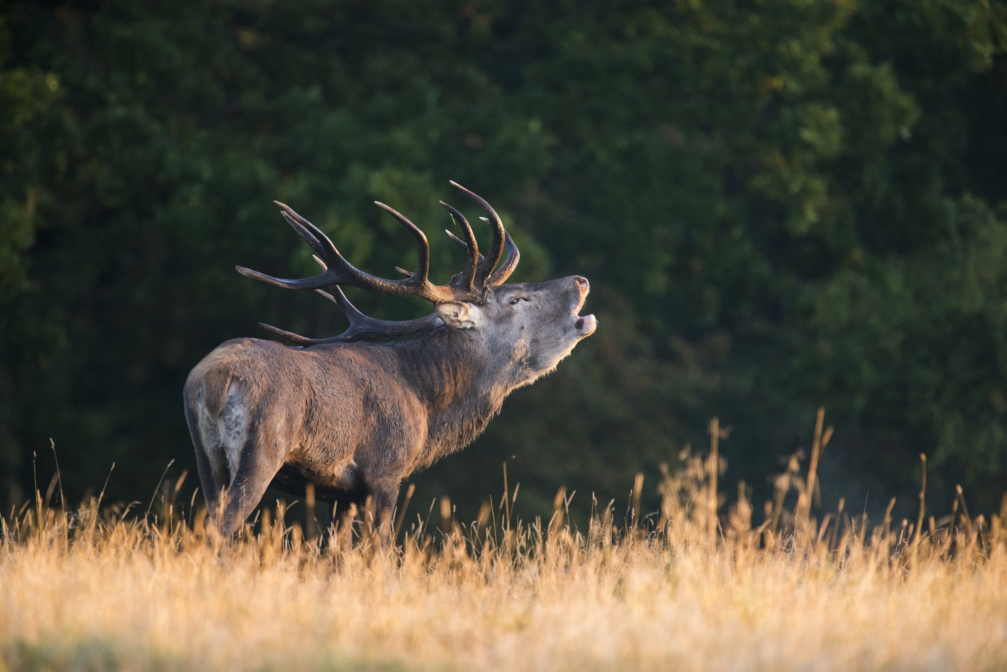 Nikon D800 + Nikon AF-S Nikkor 600mm F4G ED VR sample photo. Red deer in the morning light photography