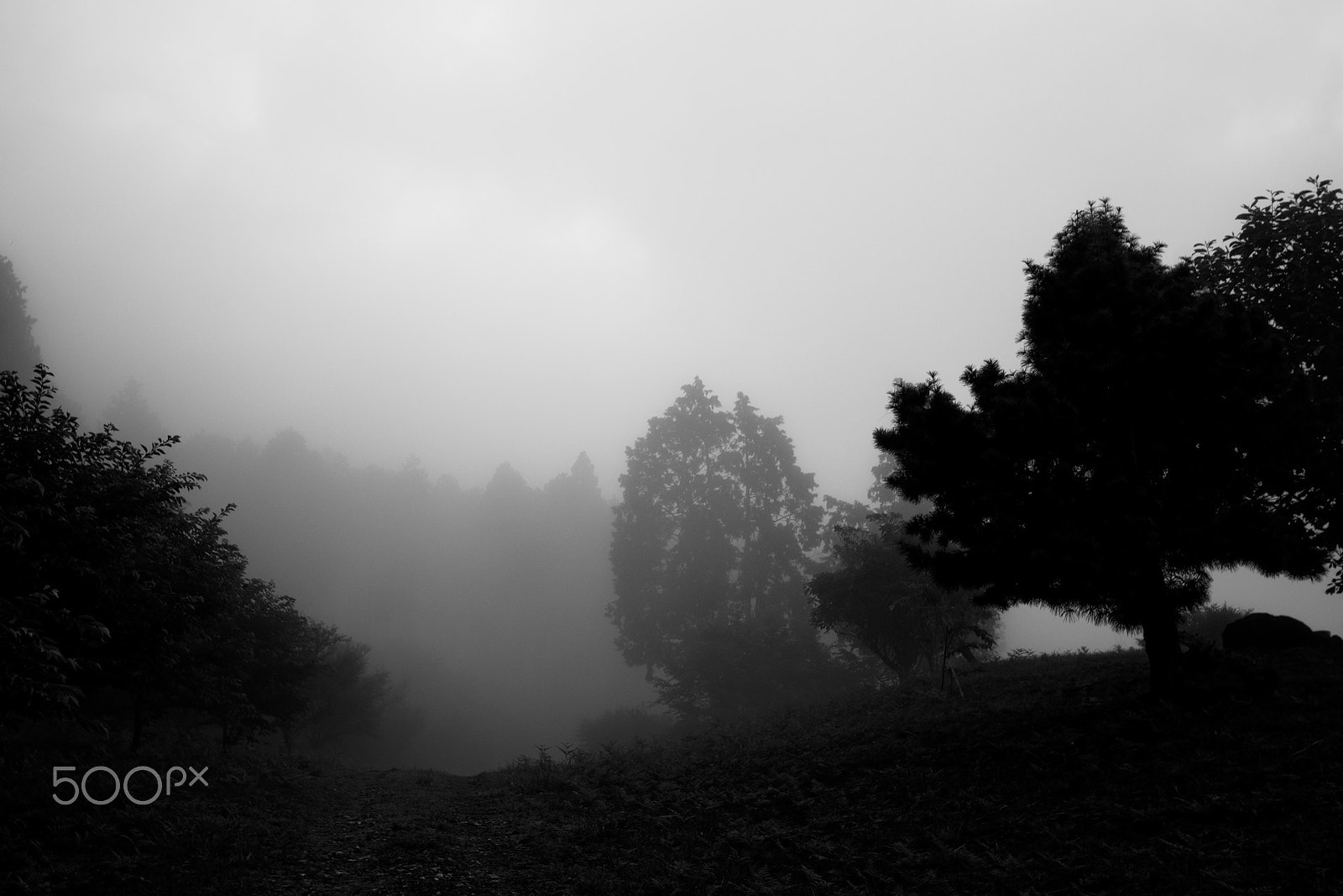 Nikon D40X sample photo. Mist photography