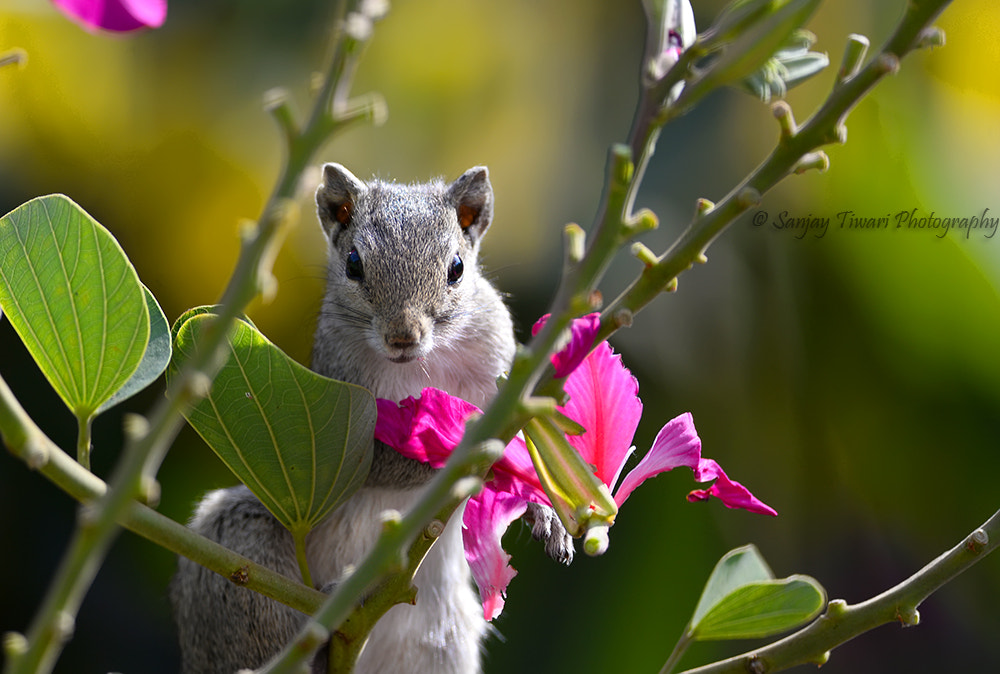 Nikon D610 + Nikon AF Micro-Nikkor 200mm F4D ED-IF sample photo. Squirrel photography