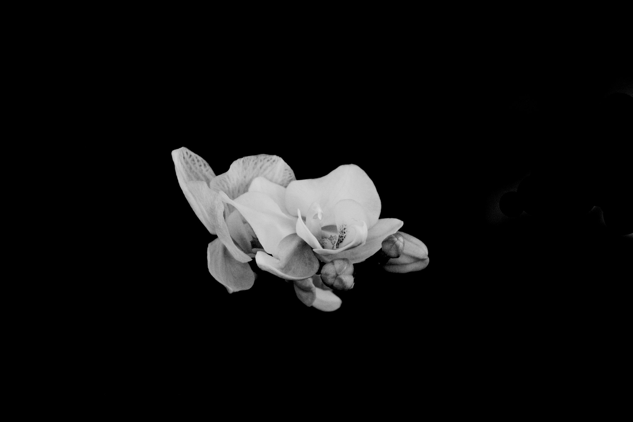 Sony a6000 + Sony Vario-Tessar T* E 16-70mm F4 ZA OSS sample photo. Orchid photography