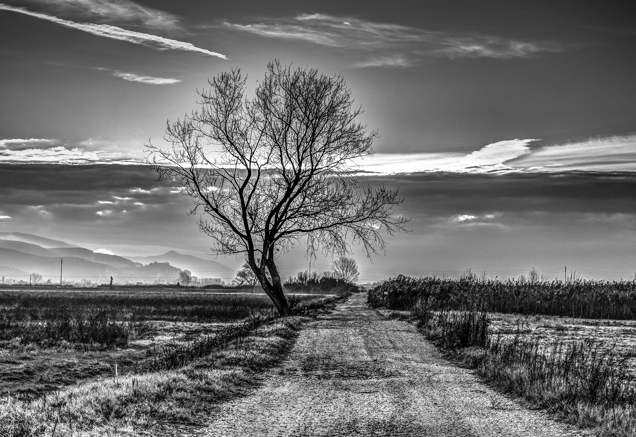 smc PENTAX-F 35-70mm F3.5-4.5 sample photo. Tree in the middle photography