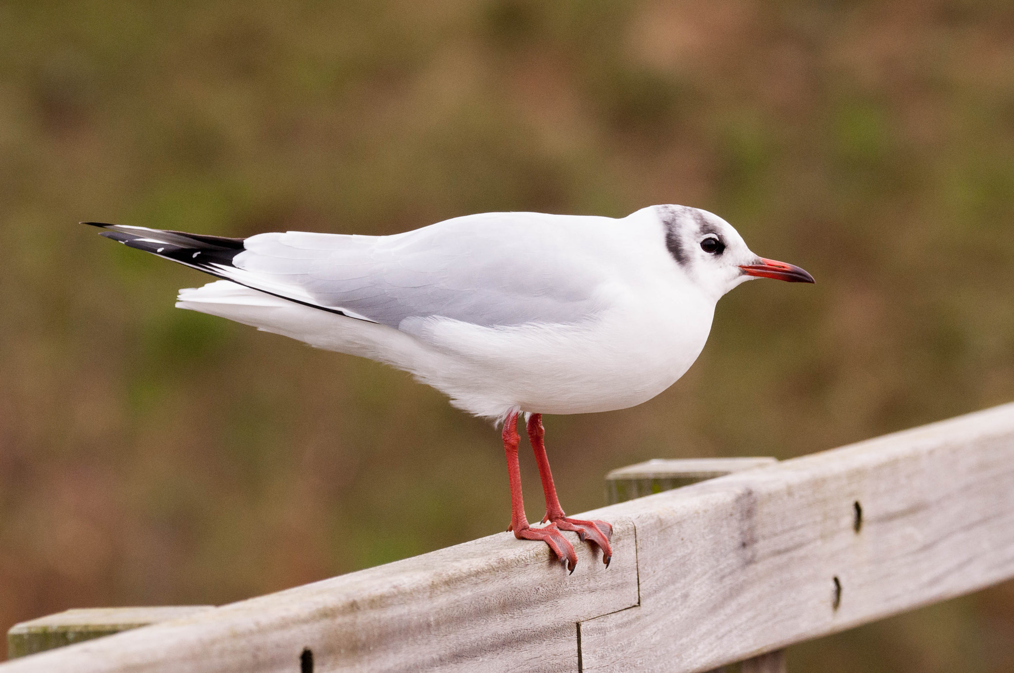 Sigma 150-600mm F5-6.3 DG OS HSM | C sample photo. Meeuw photography