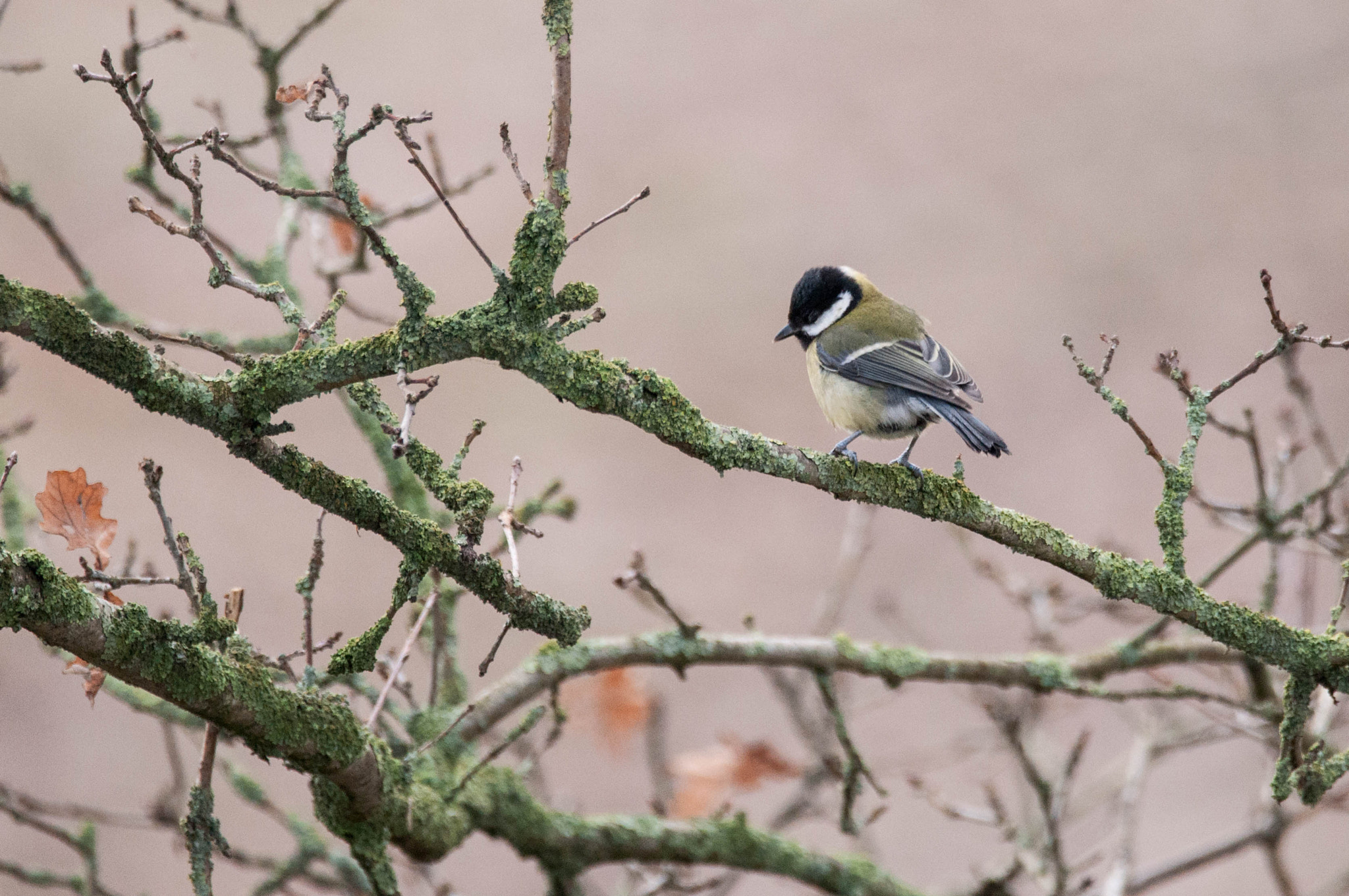 Sigma 150-600mm F5-6.3 DG OS HSM | C sample photo. Koolmees photography