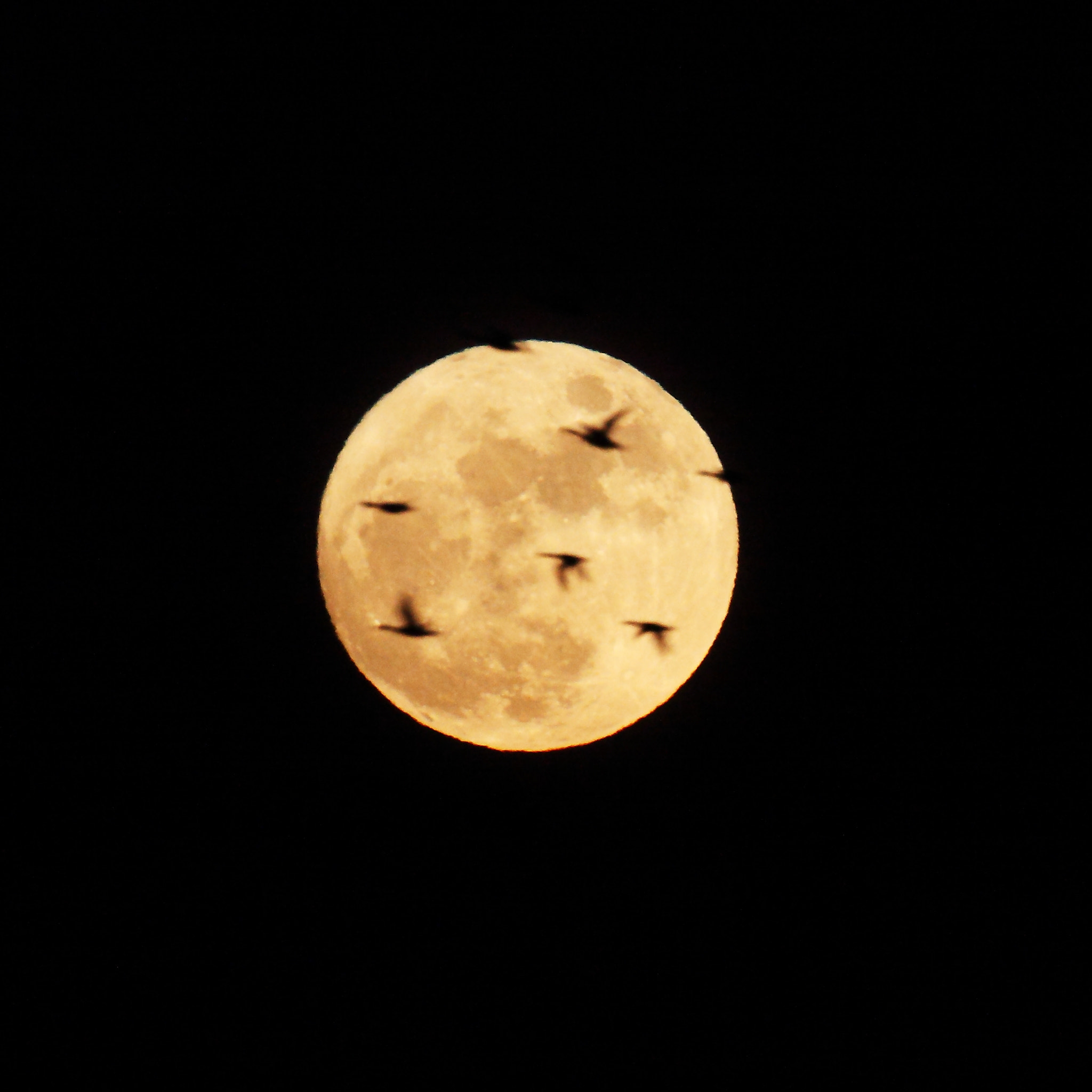 Canon EF 600mm f/4L IS sample photo. A full moon and wild goose photography