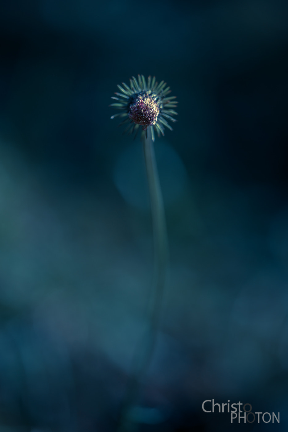 Sigma 150mm F2.8 EX DG Macro HSM sample photo. Looking for light... photography