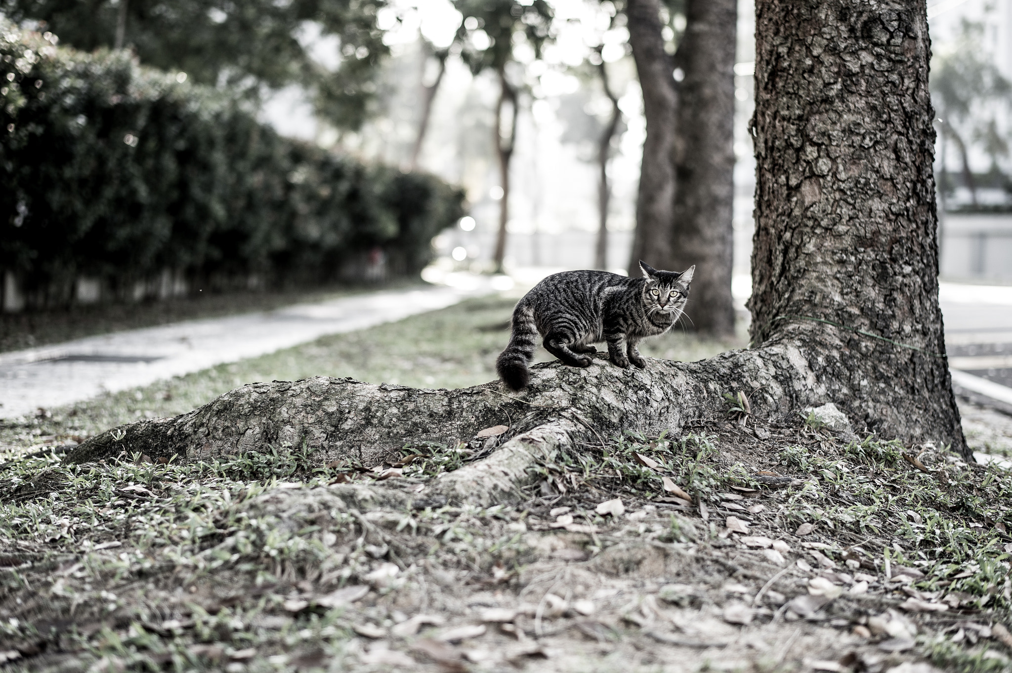 Nikon D4 + Nikon AF-S Nikkor 58mm F1.4G sample photo. Met a cat on a walk photography