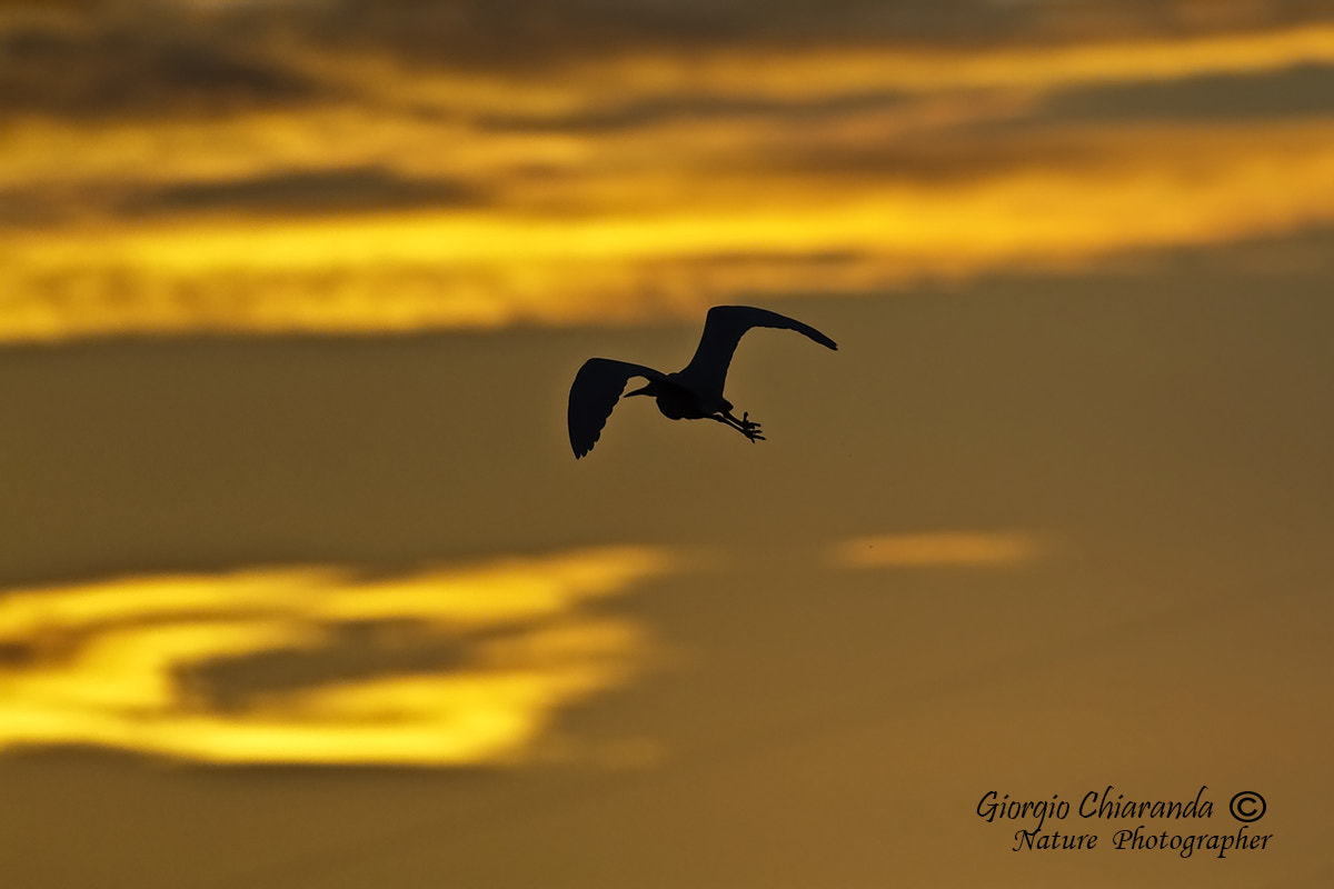 Canon EOS 60D + Canon EF 400mm F5.6L USM sample photo. Flying into the sunset photography