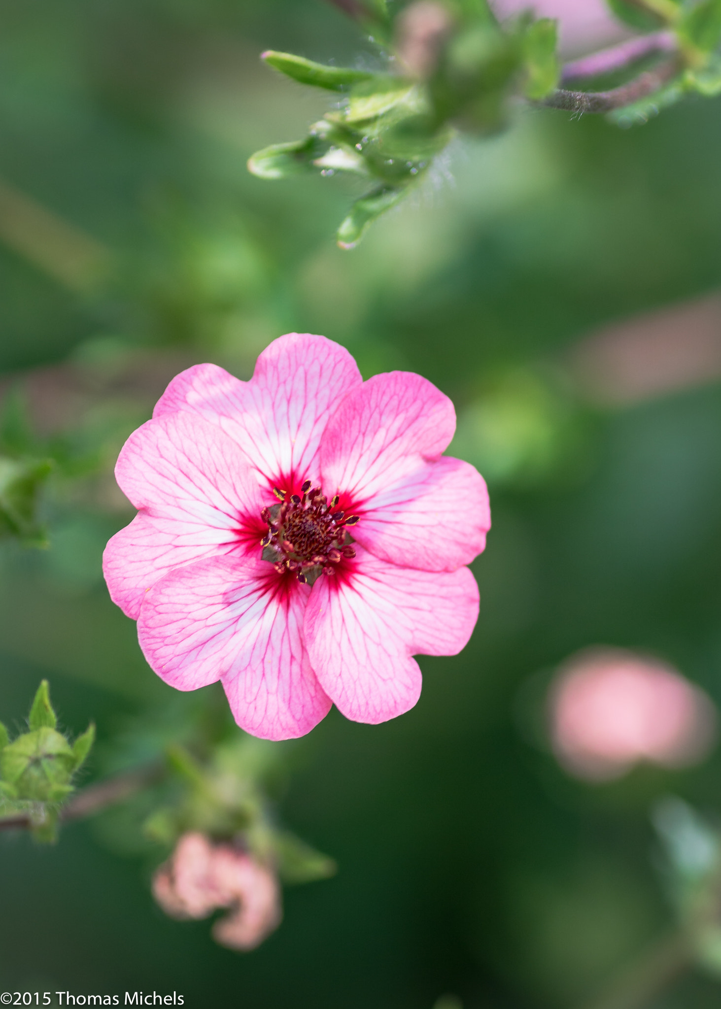 Sony ILCA-77M2 + Tamron SP AF 90mm F2.8 Di Macro sample photo. Klein aber fein photography