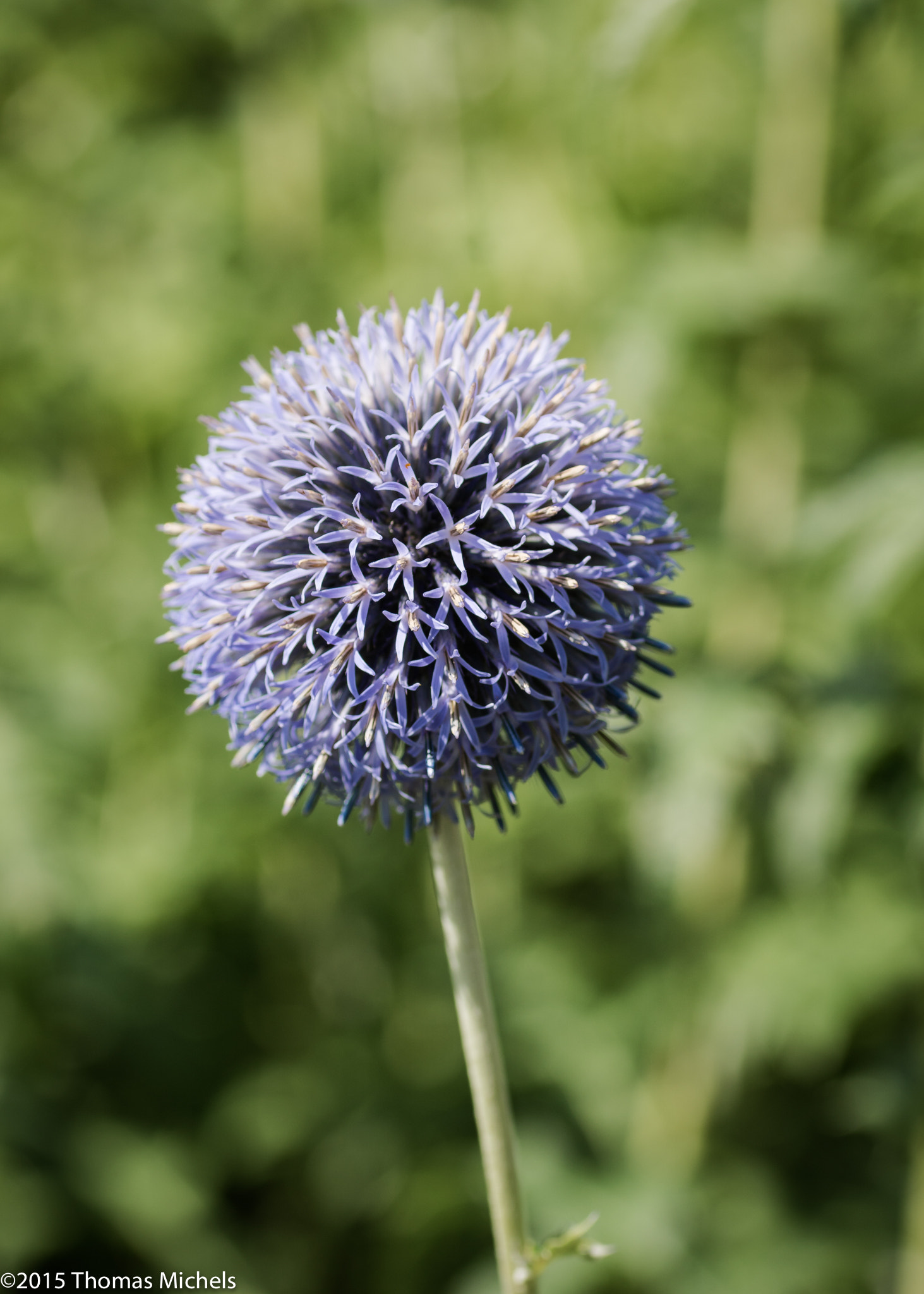 Sony ILCA-77M2 + Tamron SP AF 90mm F2.8 Di Macro sample photo. Kugel photography