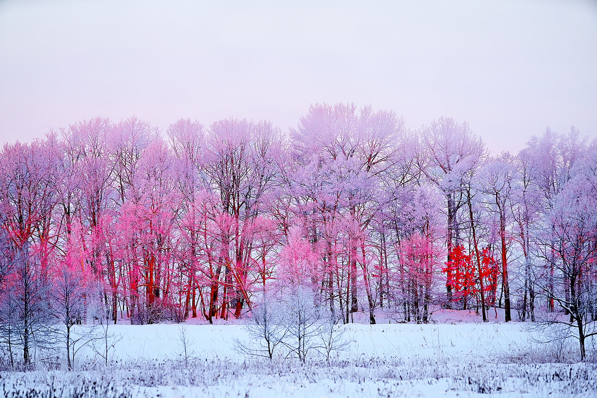Sony 70-200mm F2.8 G SSM II sample photo. Pink frost photography