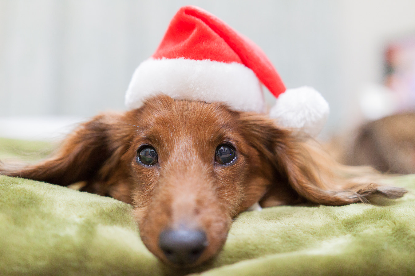 Sigma 18-35mm f/1.8 DC HSM sample photo. Merry christmas photography