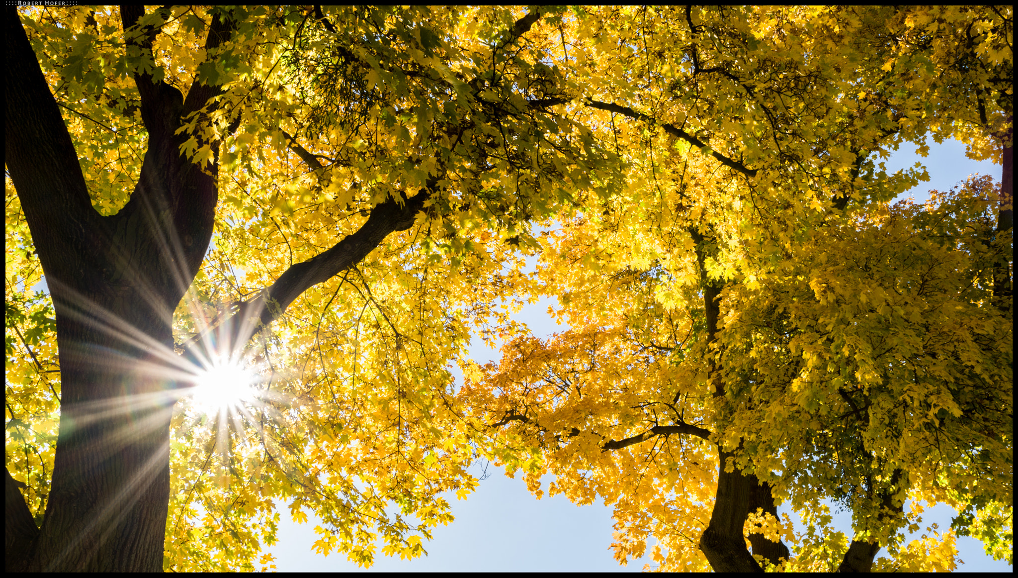 Nikon D5500 + Tamron SP 24-70mm F2.8 Di VC USD sample photo. Autumn day with sunny yellow trees photography