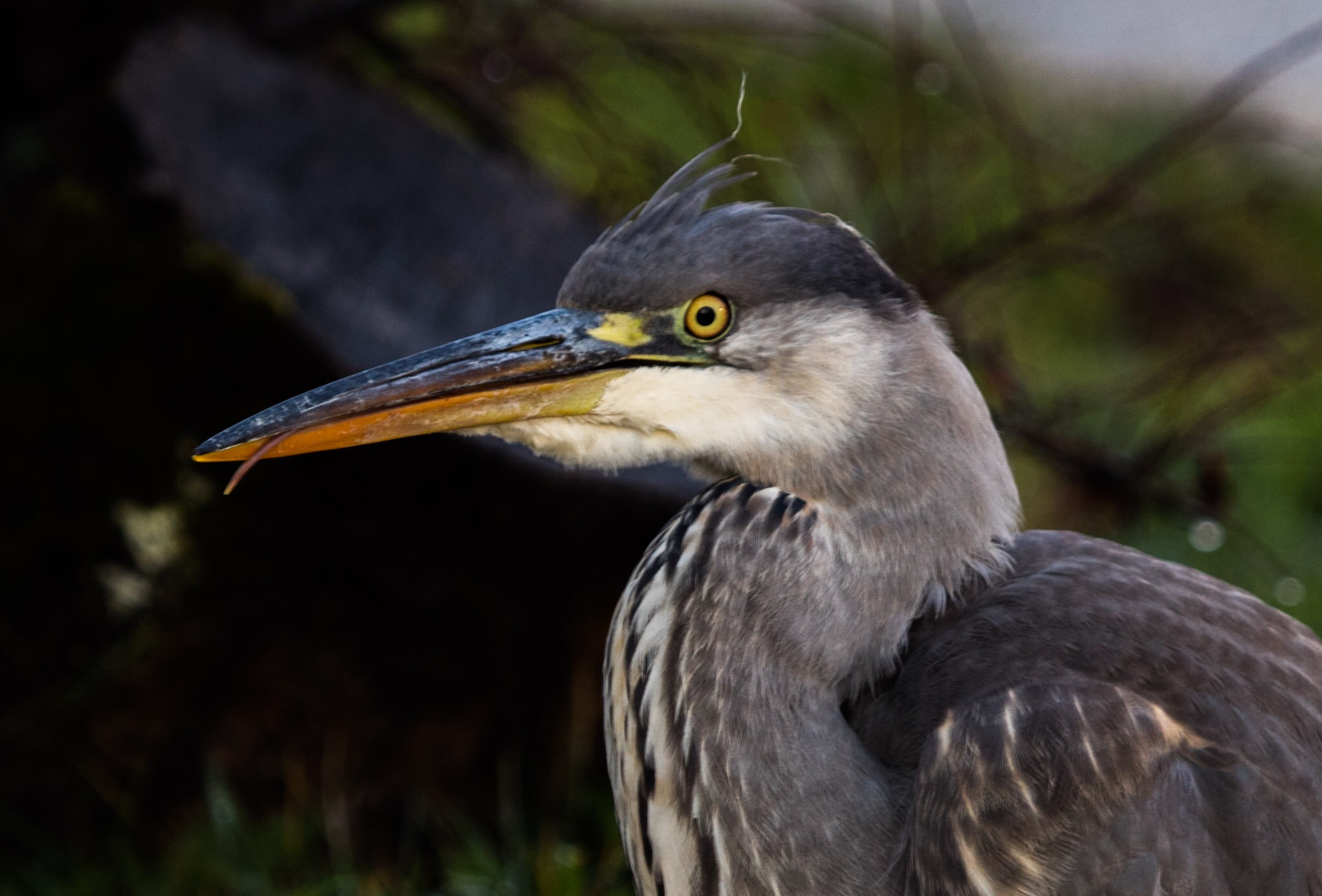 Canon EOS 5DS R + Canon EF 100-400mm F4.5-5.6L IS USM sample photo. European heron photography