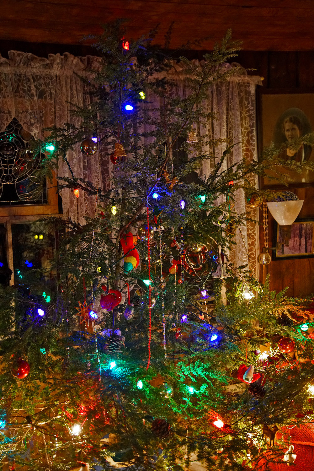 24-105mm F4 G SSM OSS sample photo. Our scraggly tree photography