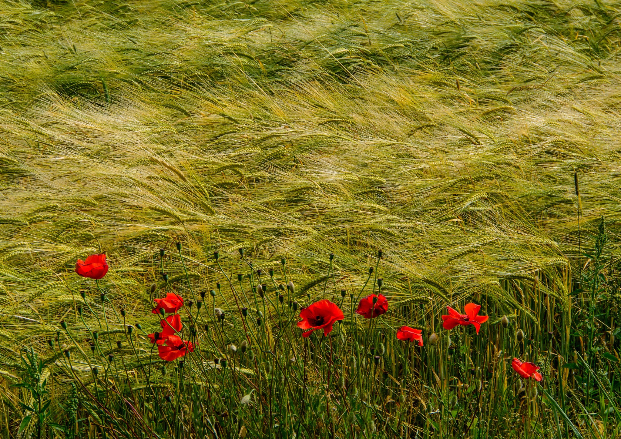 Nikon 1 V2 + 1 NIKKOR VR 10-100mm f/4-5.6 sample photo. Rye and poppy. field in the south of sweden photography