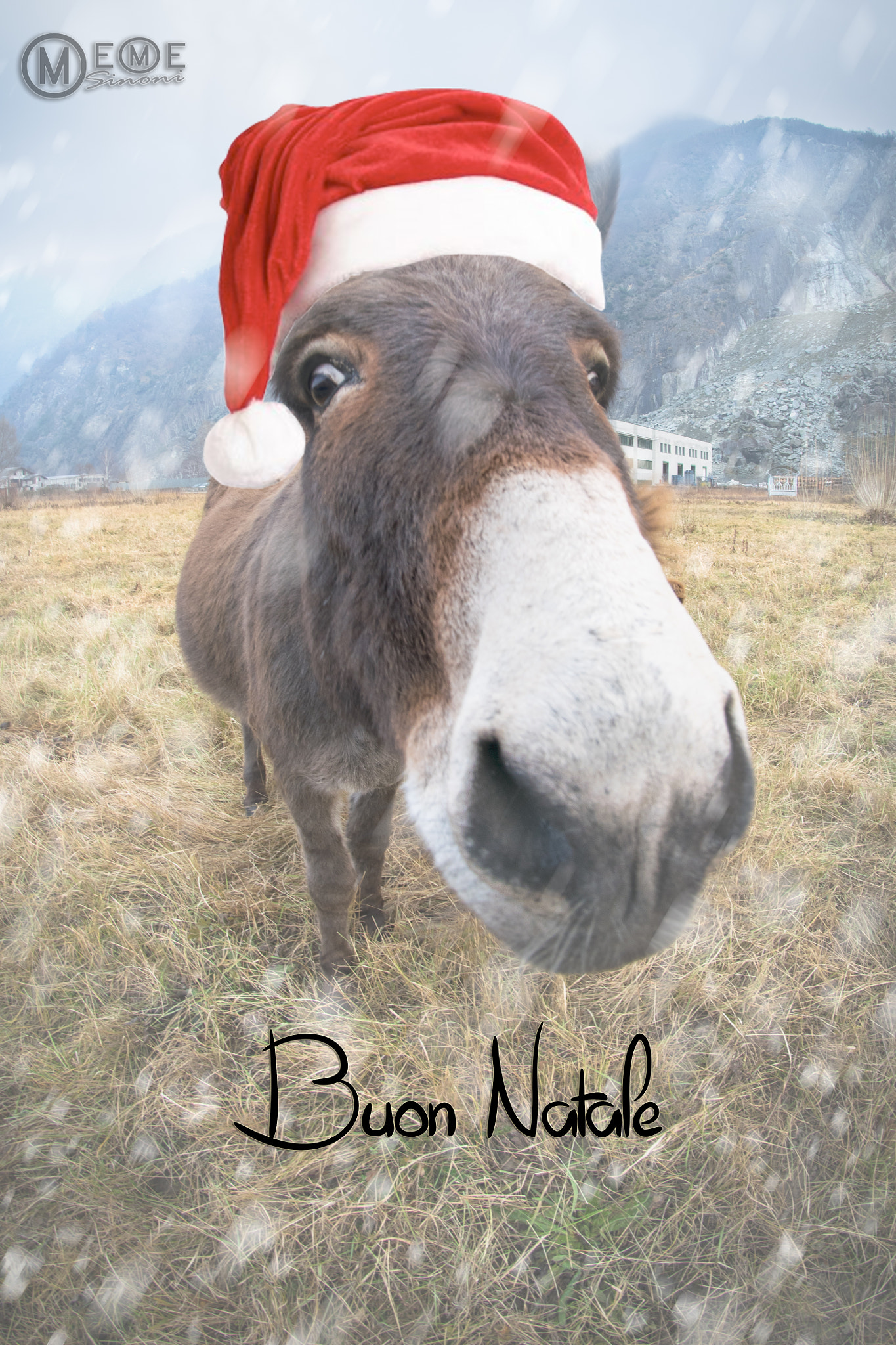Nikon D5300 + Samyang 8mm F3.5 Aspherical IF MC Fisheye sample photo. Merry christmas donkey photography