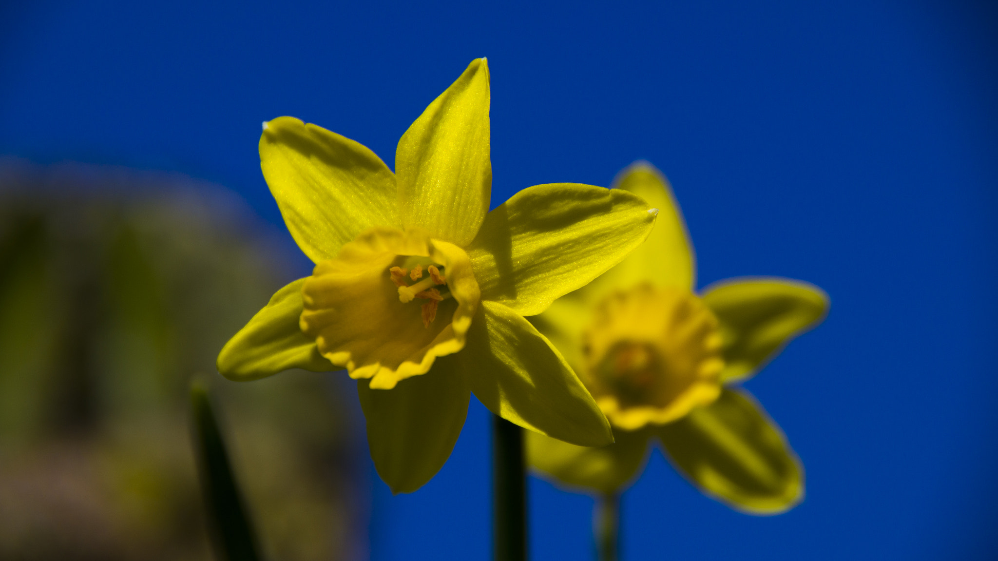 Sony SLT-A35 sample photo. Yellow flower photography