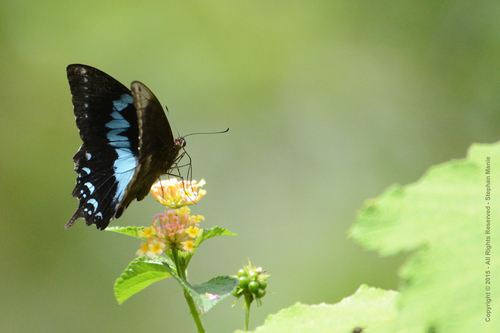 Madagascar 2015 - Insecten en vlinders, en andere bedreigde dier