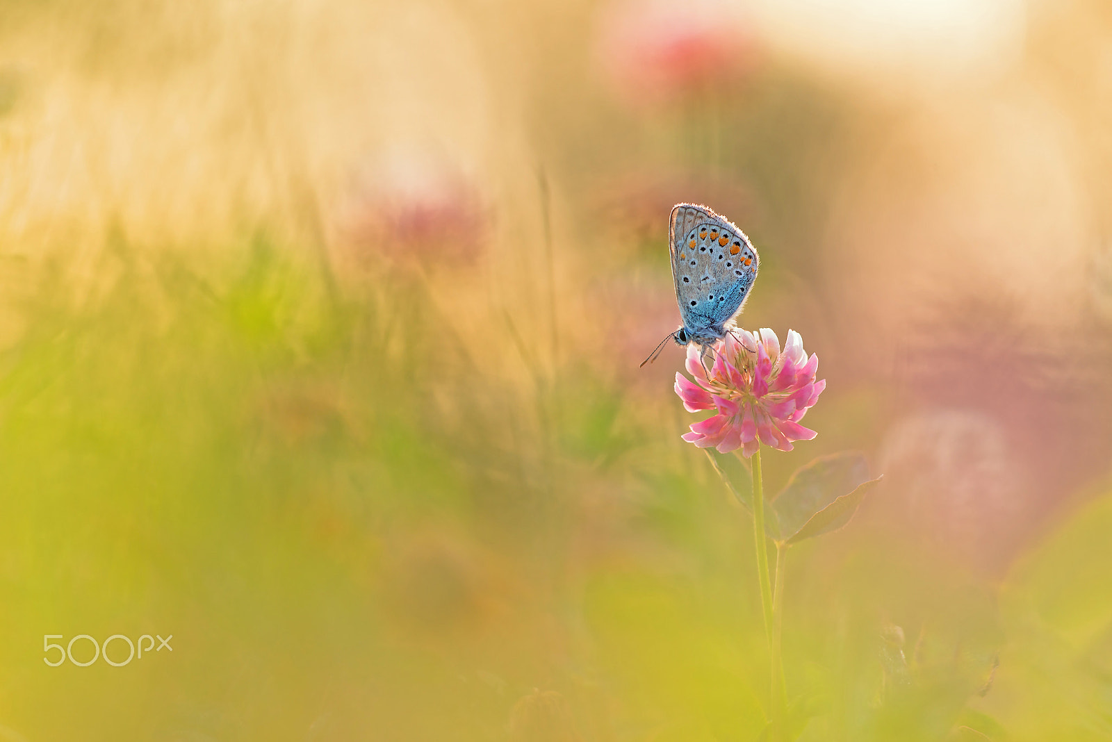 Sigma 150mm F2.8 EX DG Macro HSM sample photo. Common blue photography