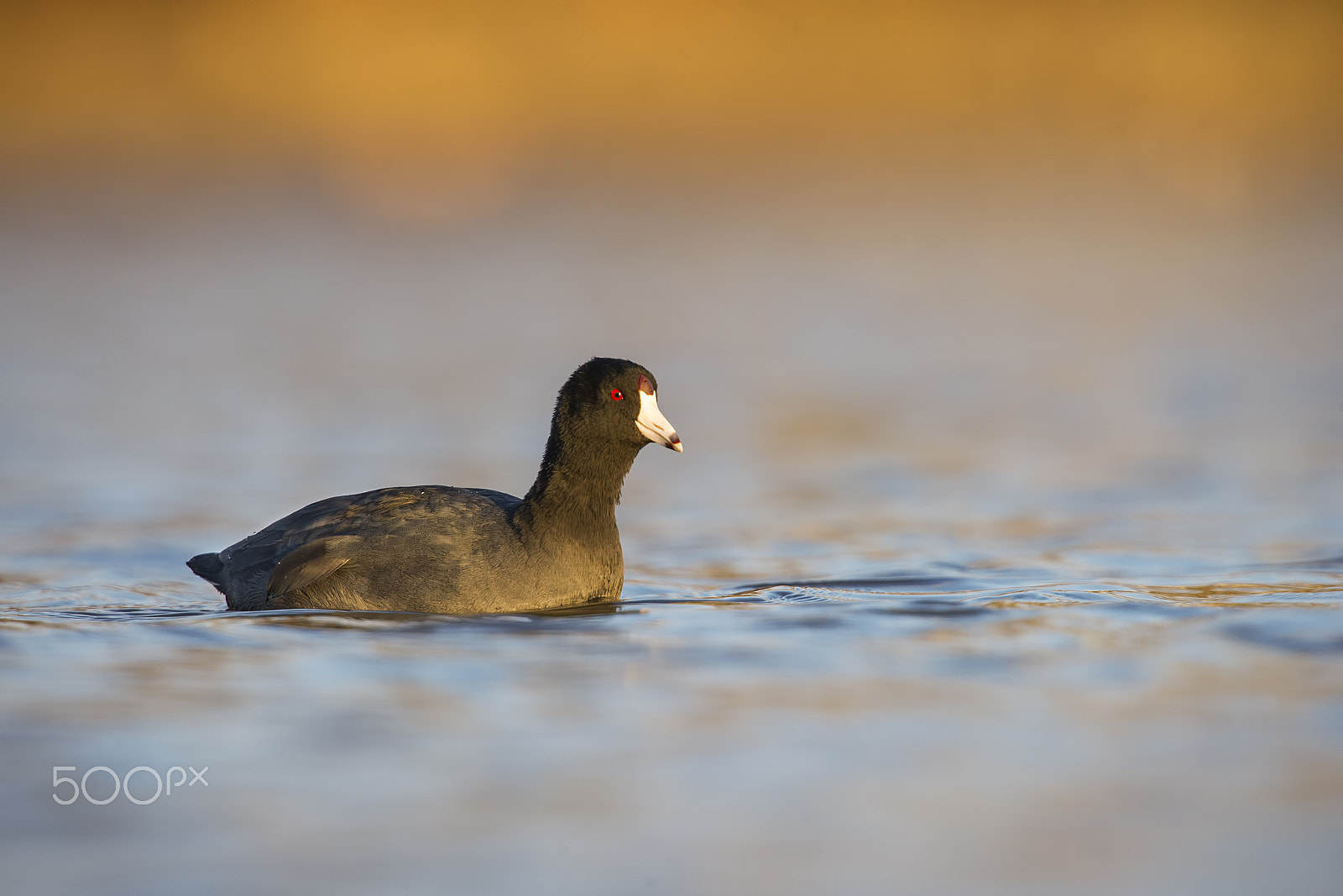 Nikon D3S + Nikon AF-S Nikkor 500mm F4G ED VR sample photo. American coot photography